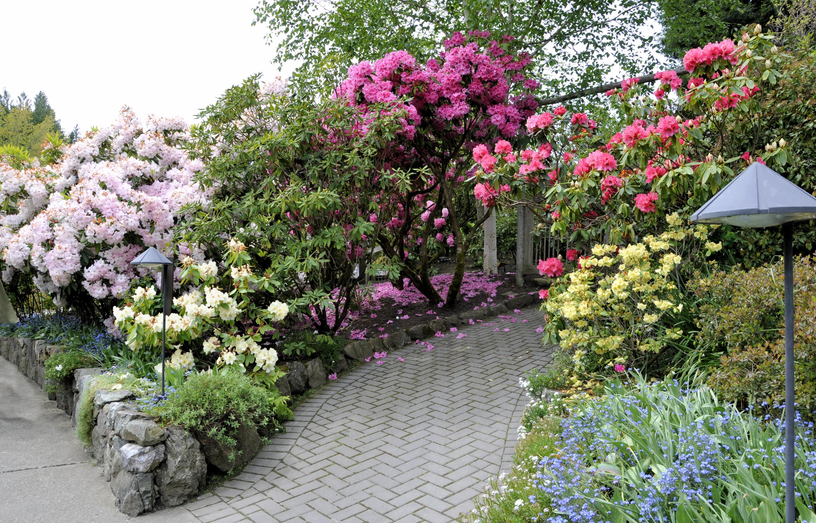 Garden path with blooming rhododendrons and lamps HD Wallpaper