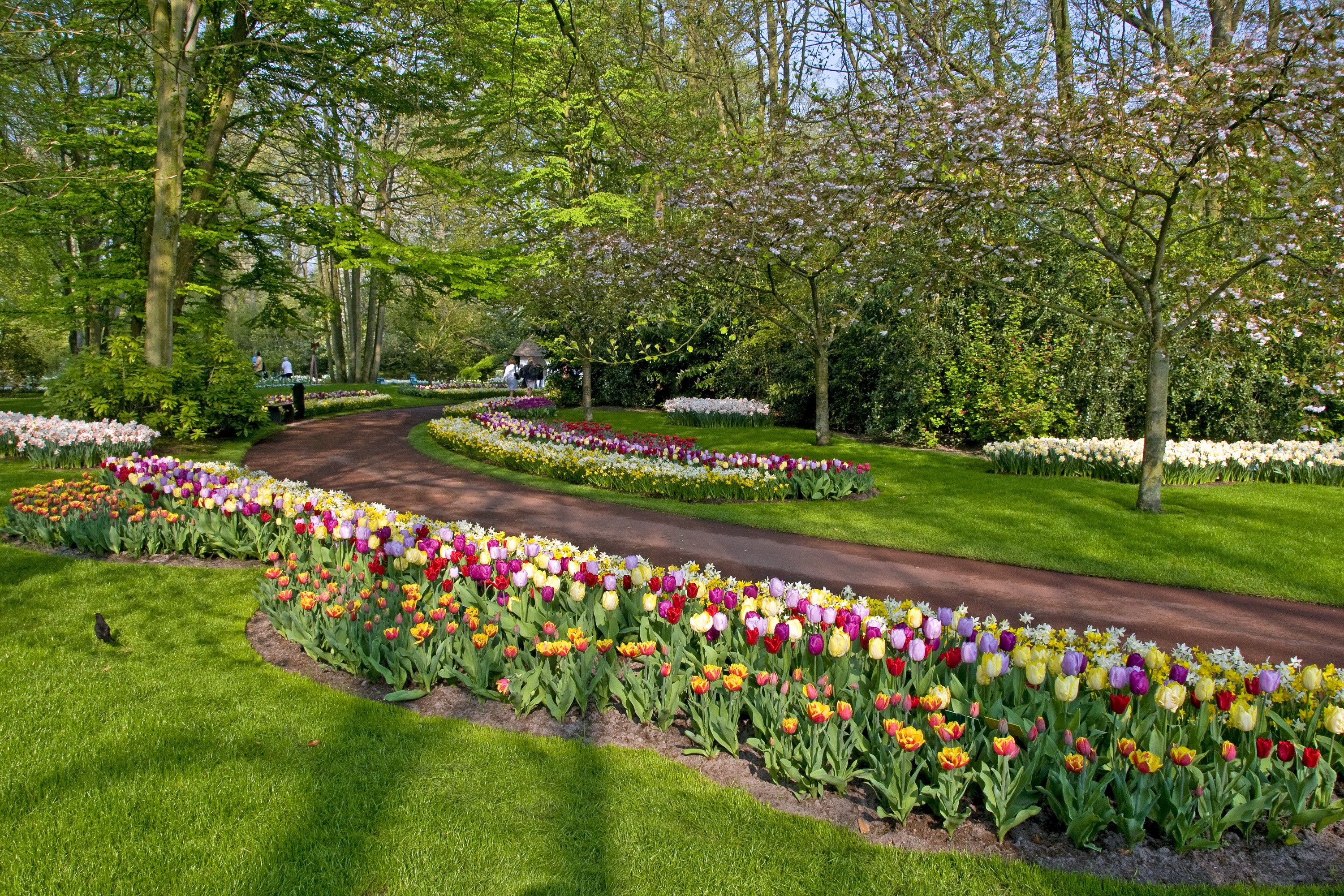 Keukenhof Gardens in Lisse, Netherlands HD Wallpaper