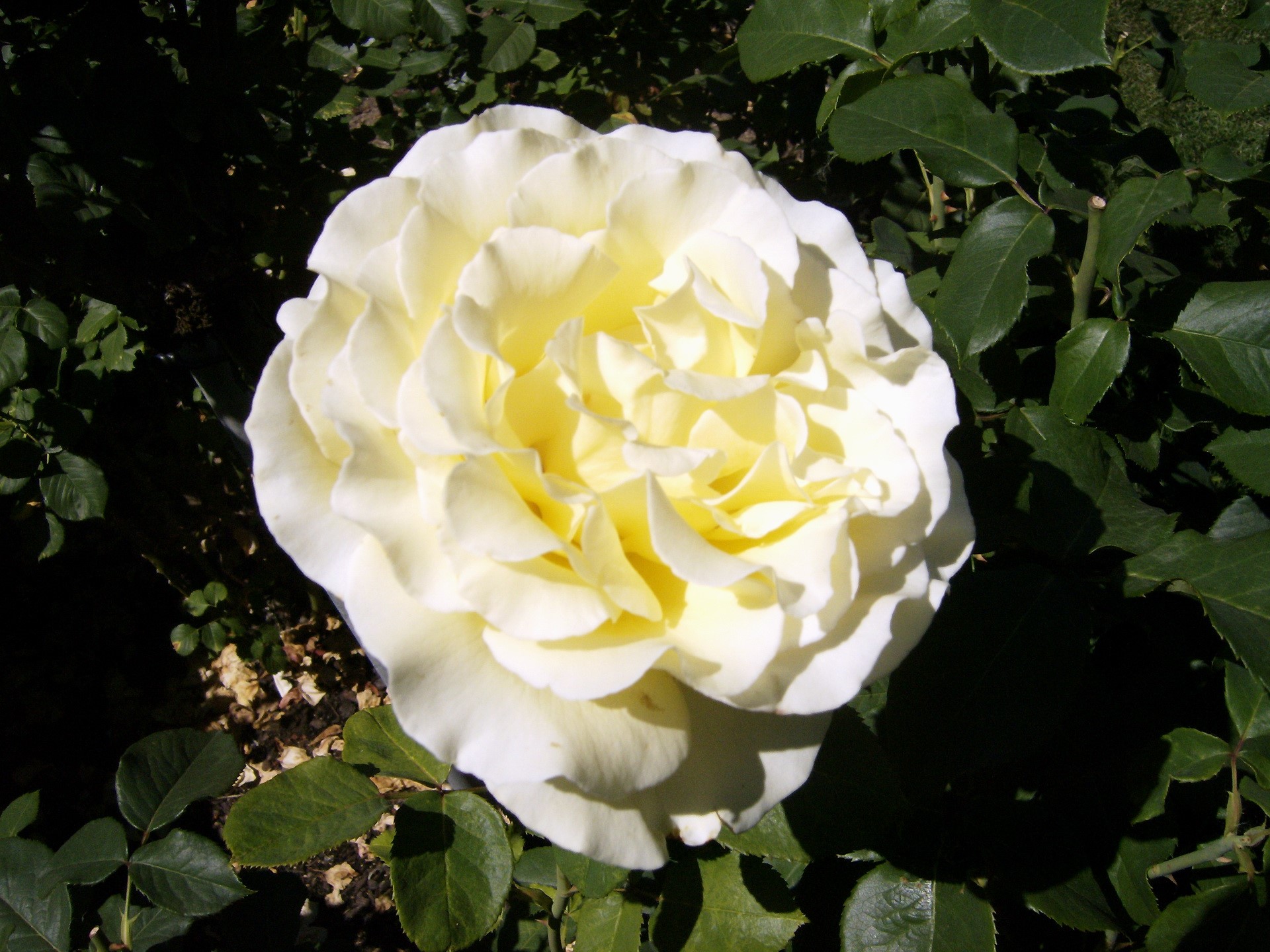 A close-up of a creamy yellow rose in bloom HD Wallpaper