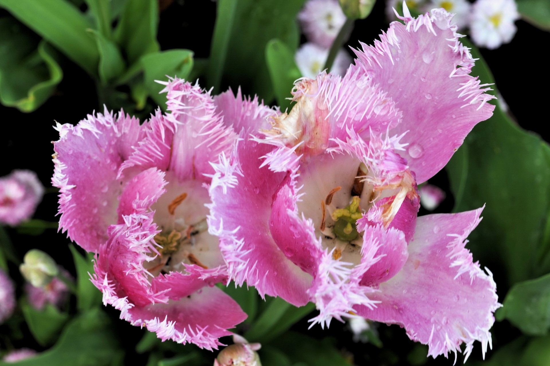 Pink Fancy Frills Tulips with Water Droplets HD Wallpaper