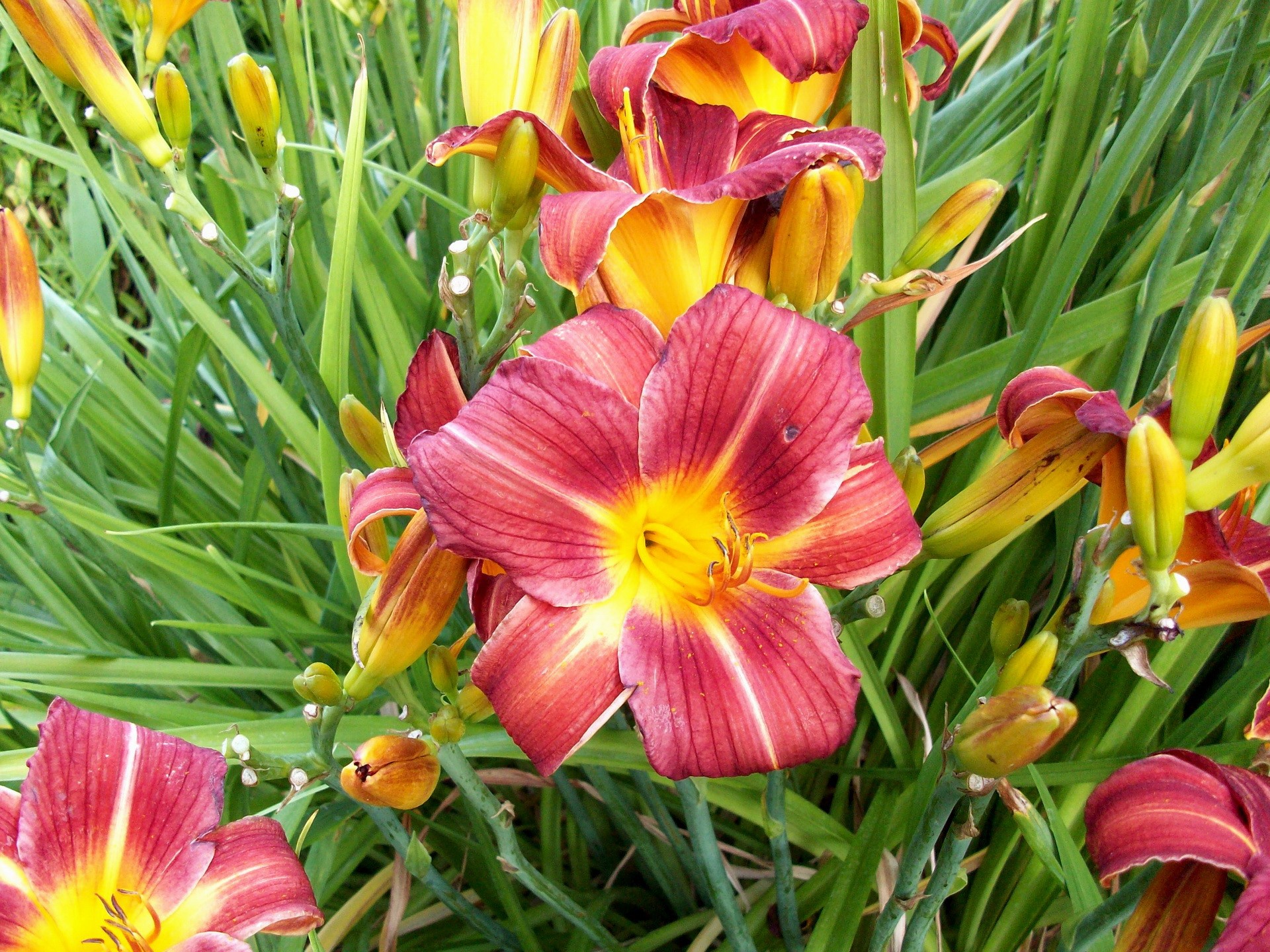Red and yellow daylilies in bloom HD Wallpaper