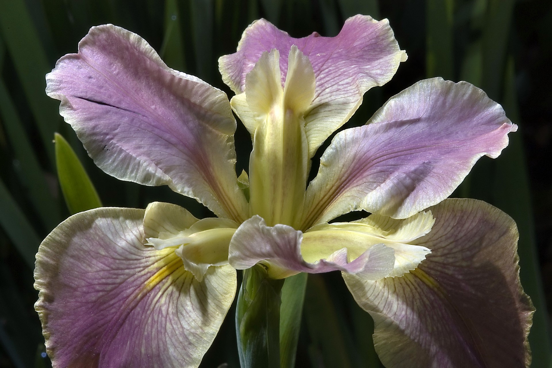 Close-up of a delicate purple and yellow iris flower HD Wallpaper