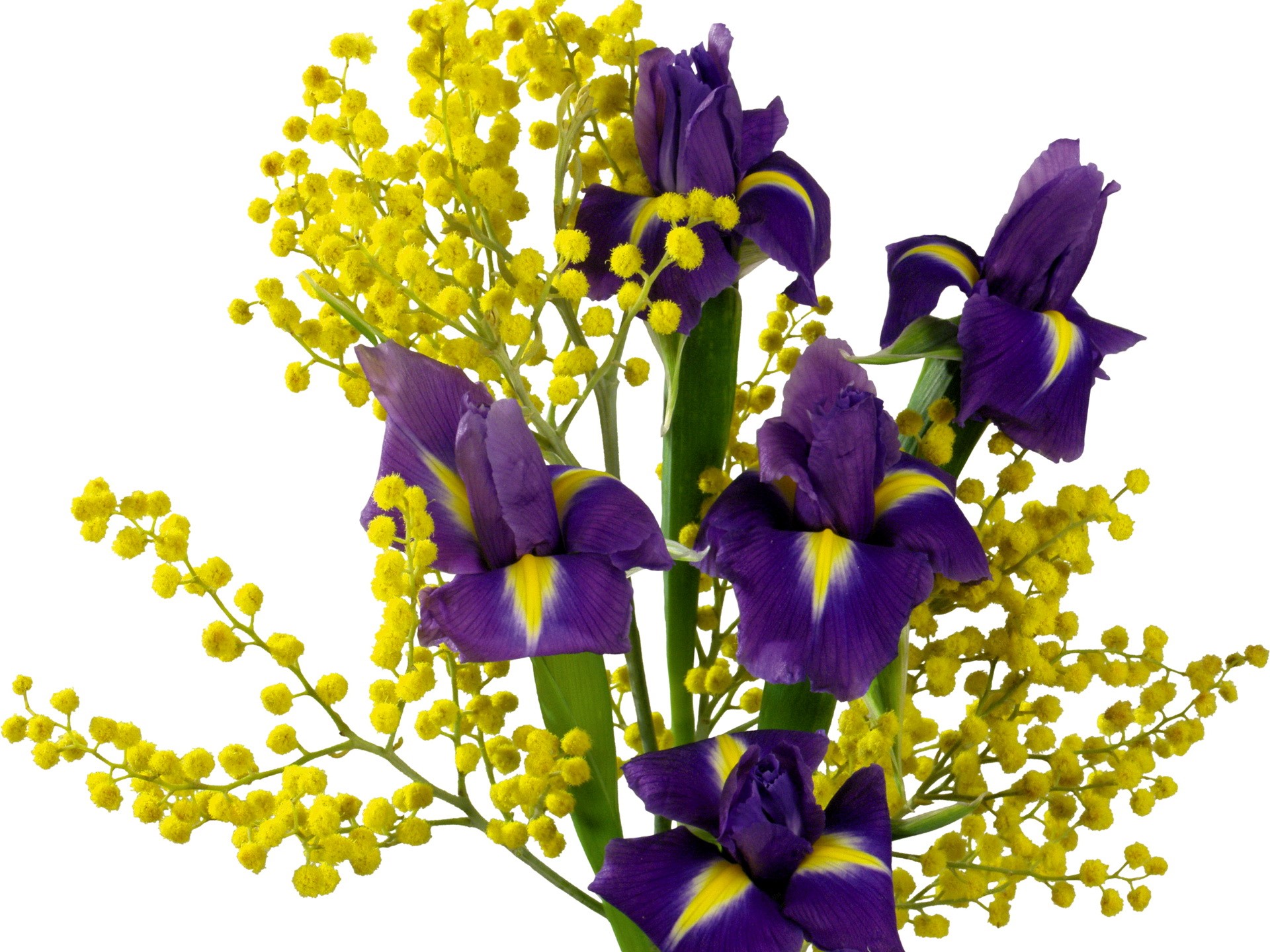 Purple irises and yellow mimosa flowers HD Wallpaper