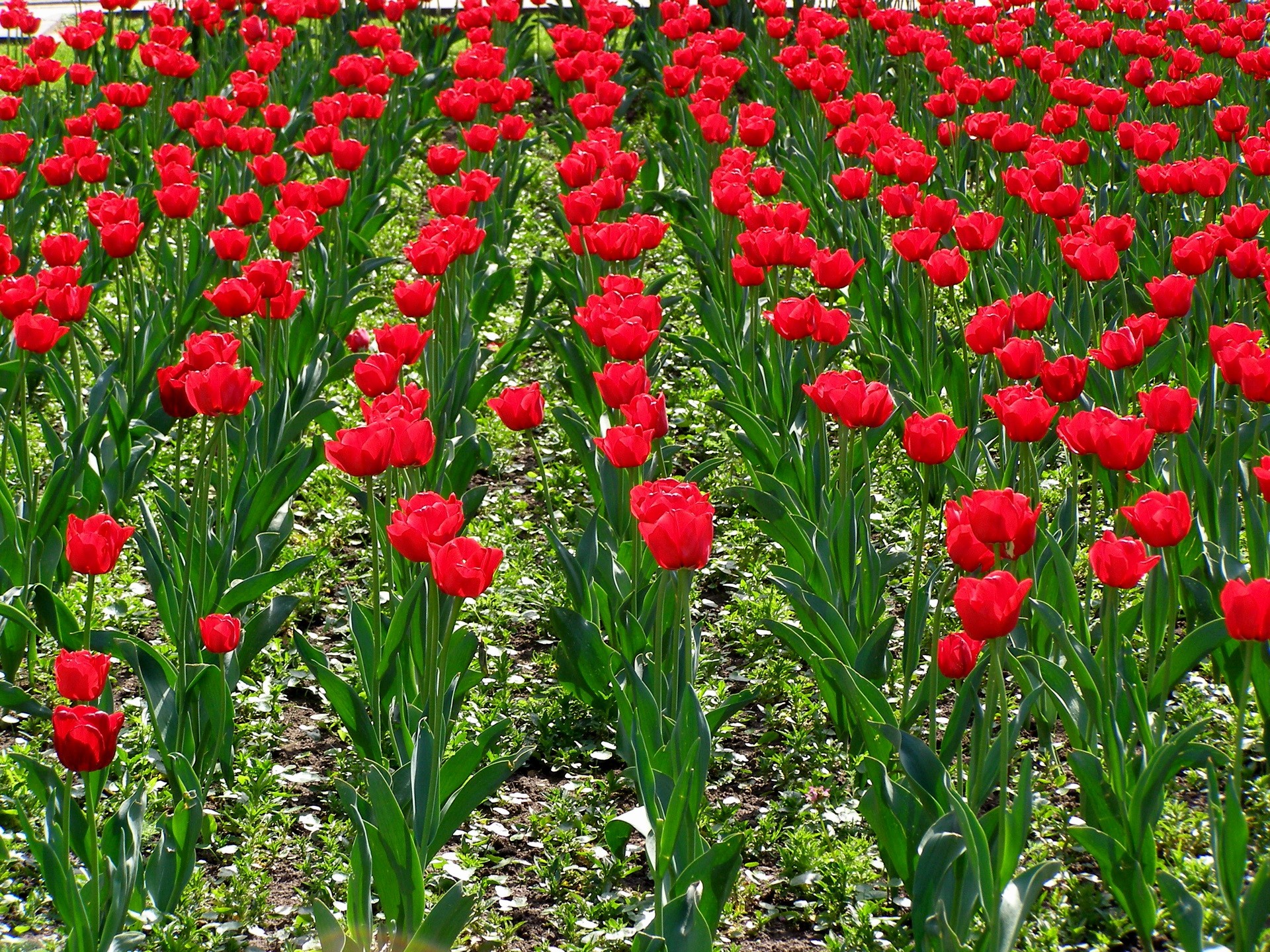 A field of red tulips in bloom HD Wallpaper