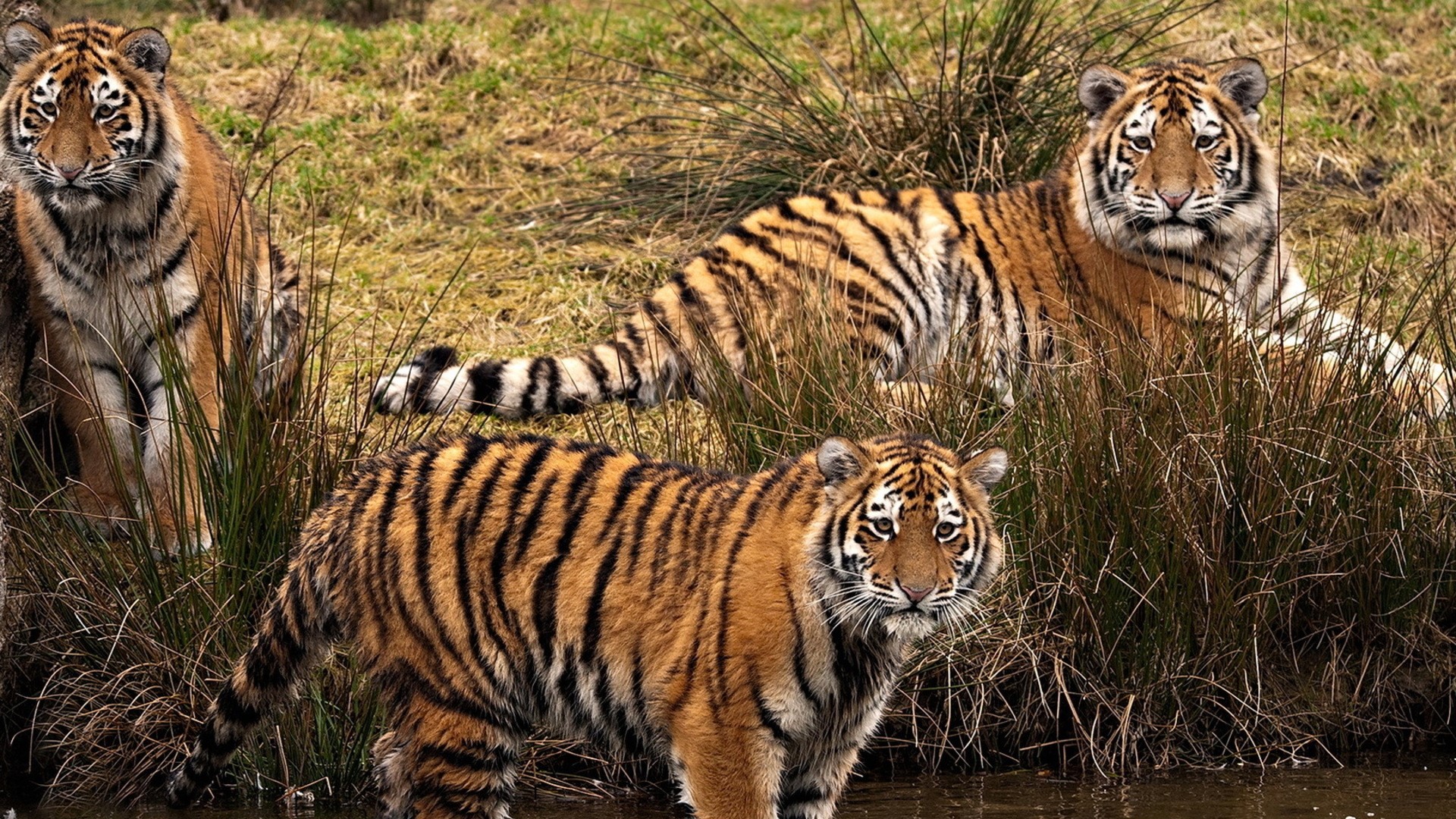 Three tigers in a grassy area with water HD Wallpaper