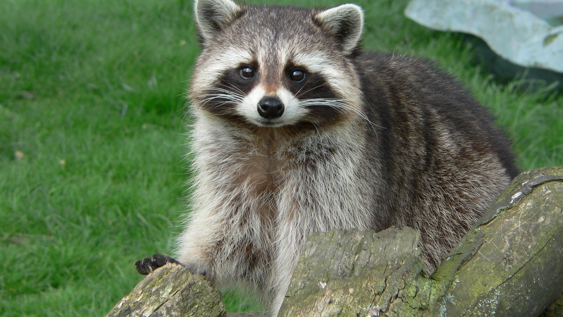 A raccoon sits on a log in a grassy area HD Wallpaper