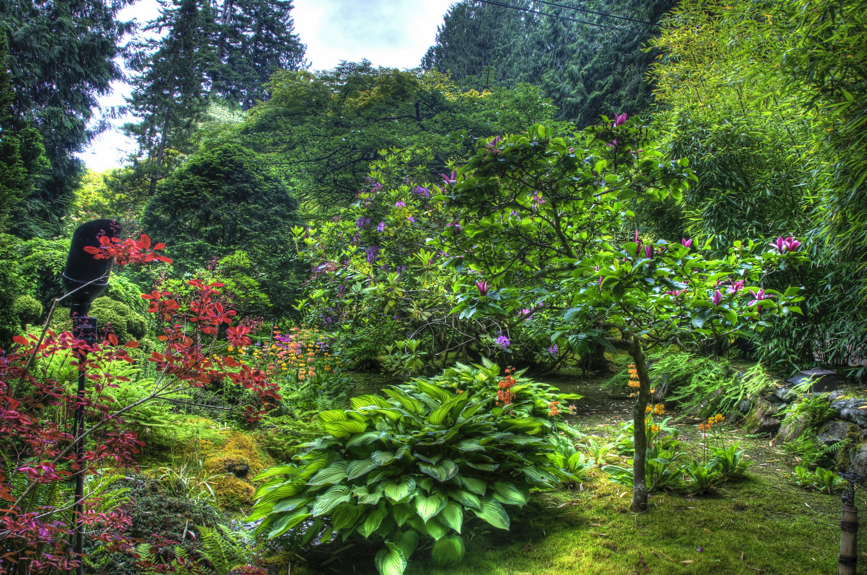 A lush garden with various plants and flowers HD Wallpaper