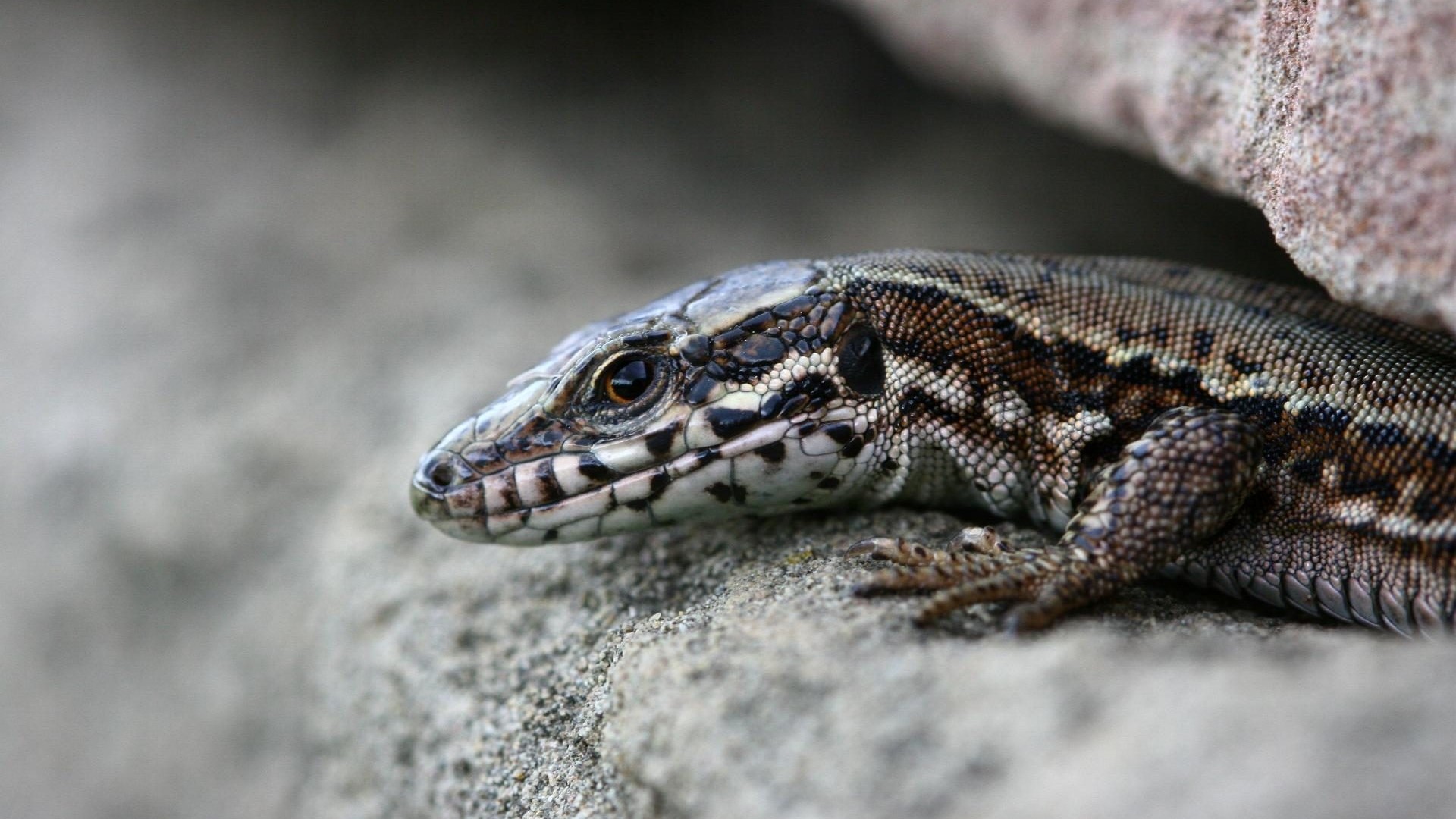 Close-up of a lizard on a rock HD Wallpaper