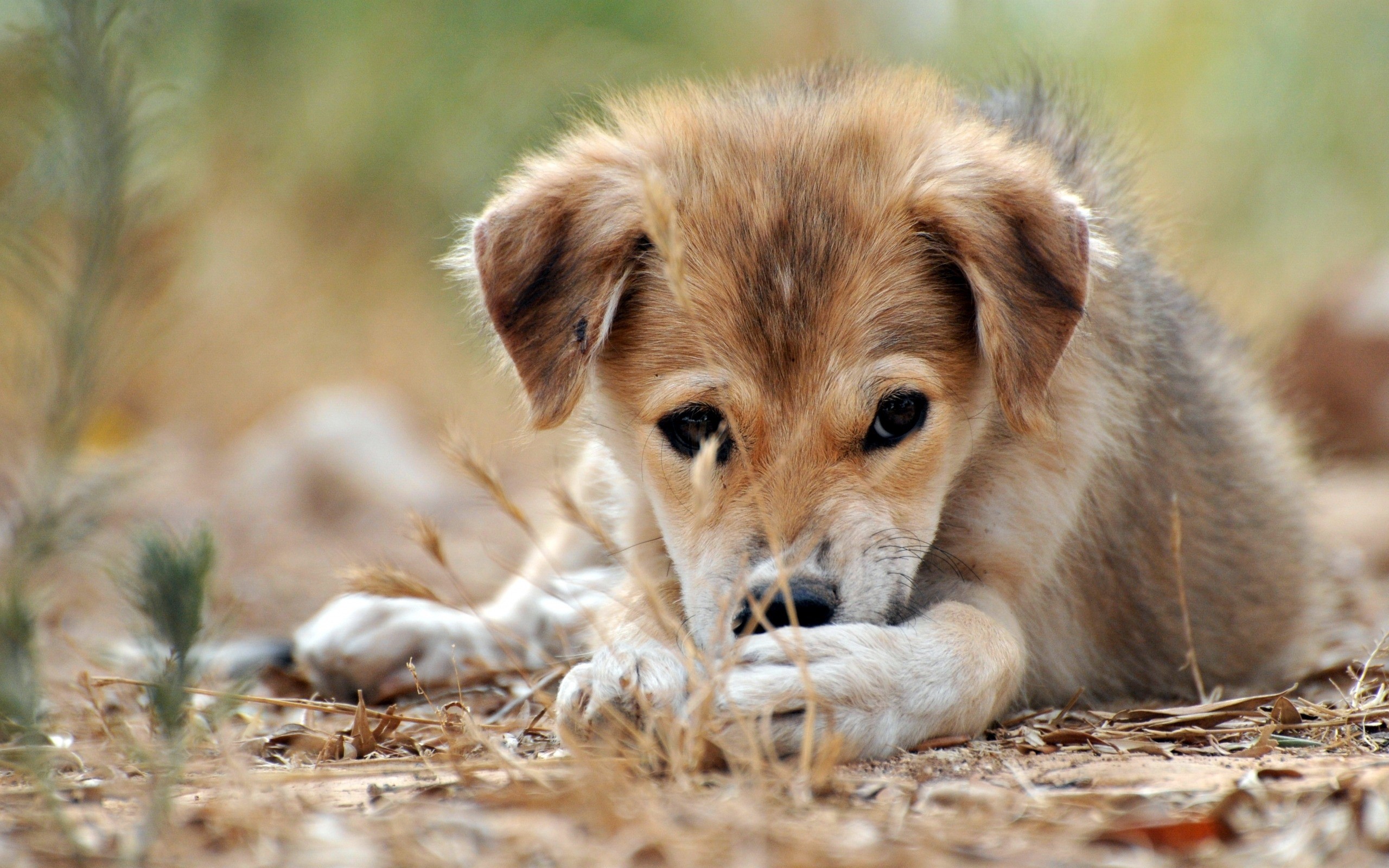 A sad puppy lying on the ground HD Wallpaper