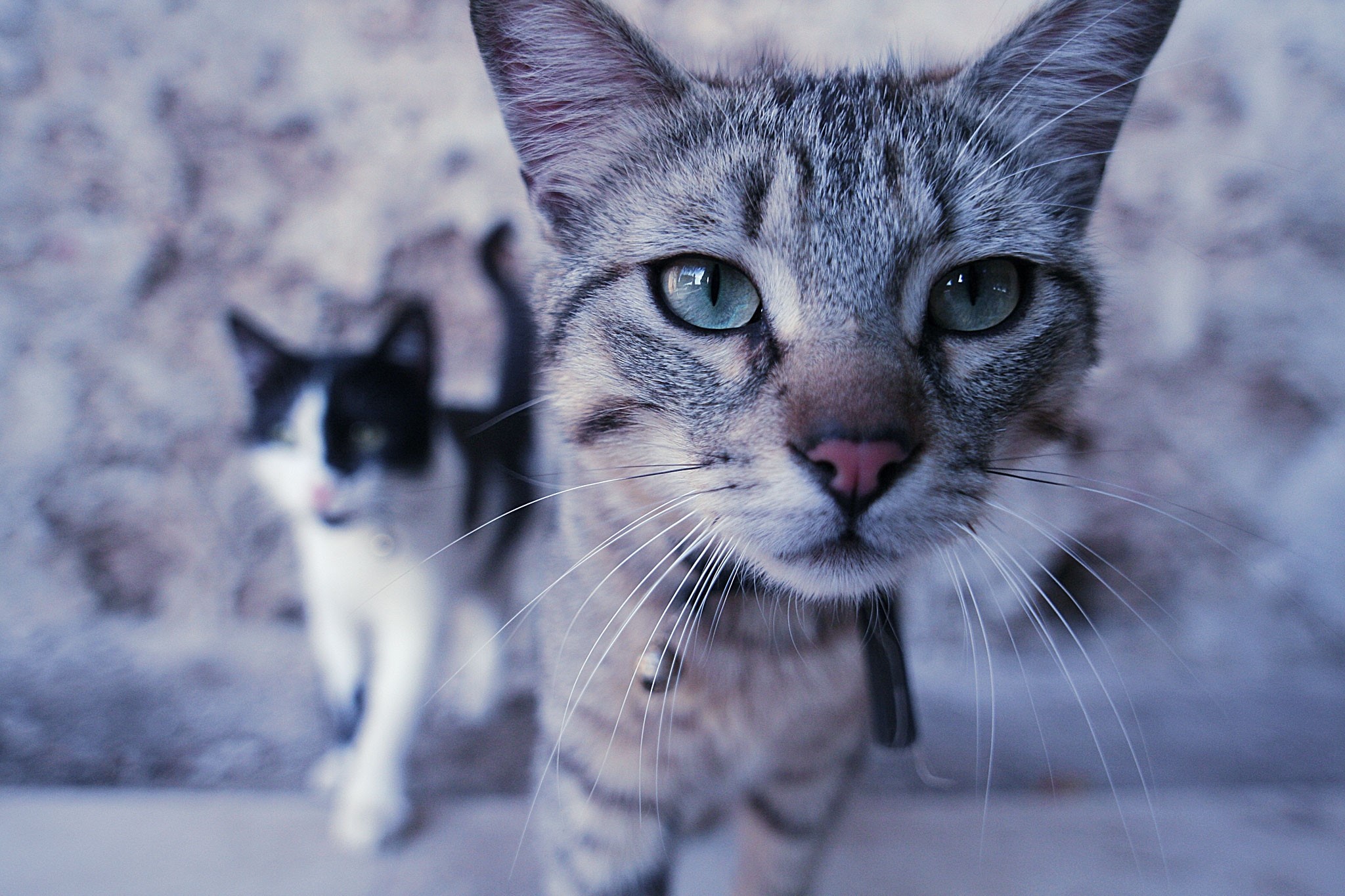 Two cats, one in focus, one blurred HD Wallpaper