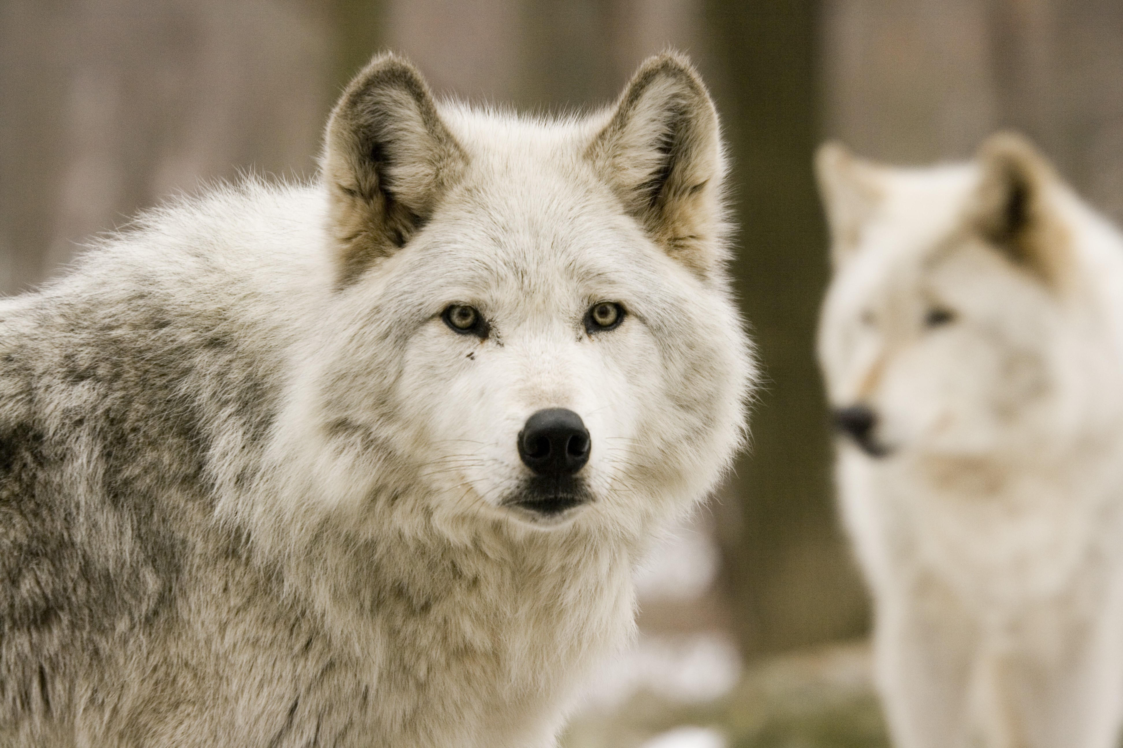 4K Wolves HD Wallpaper
