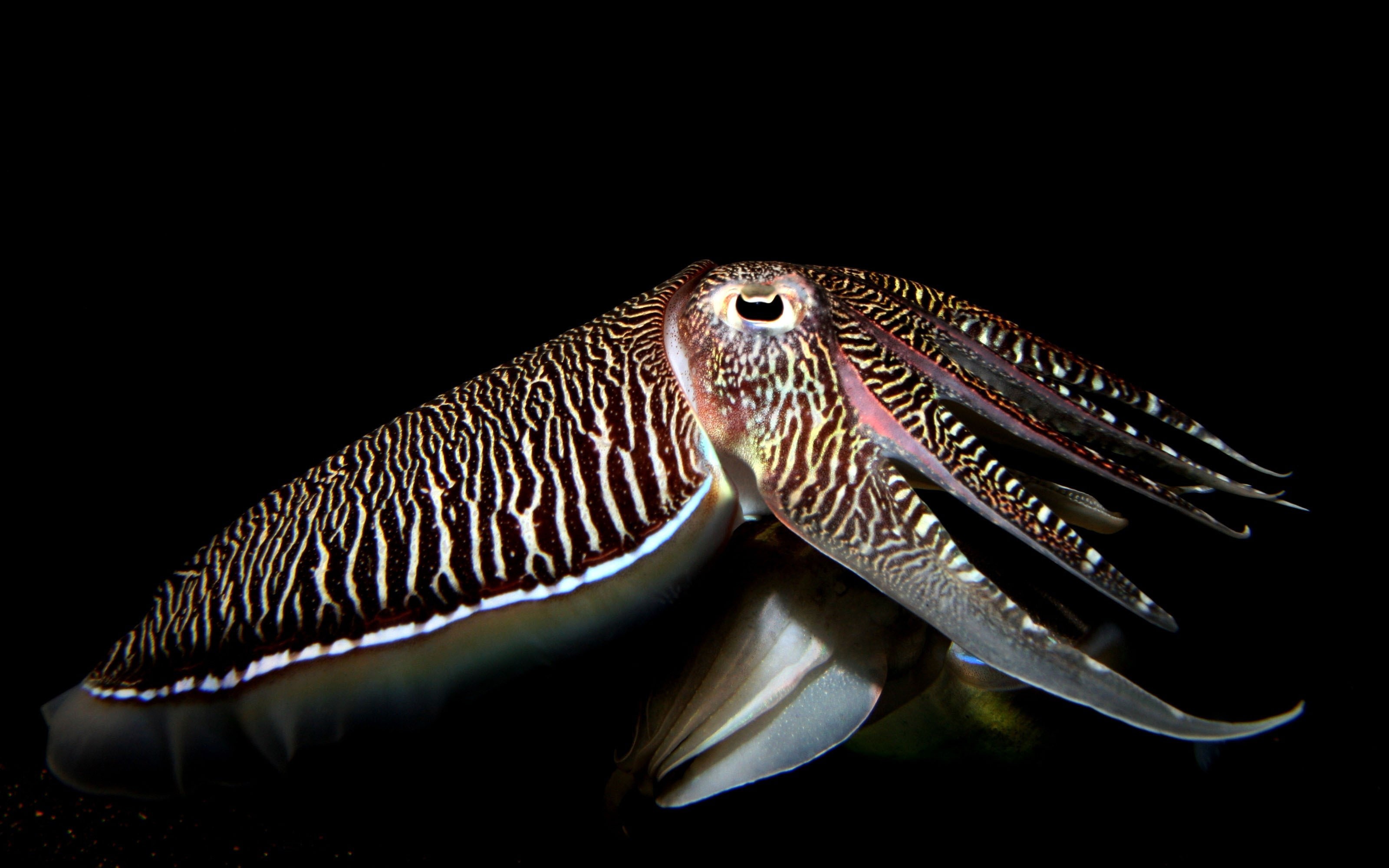 Underwater world HD Wallpaper