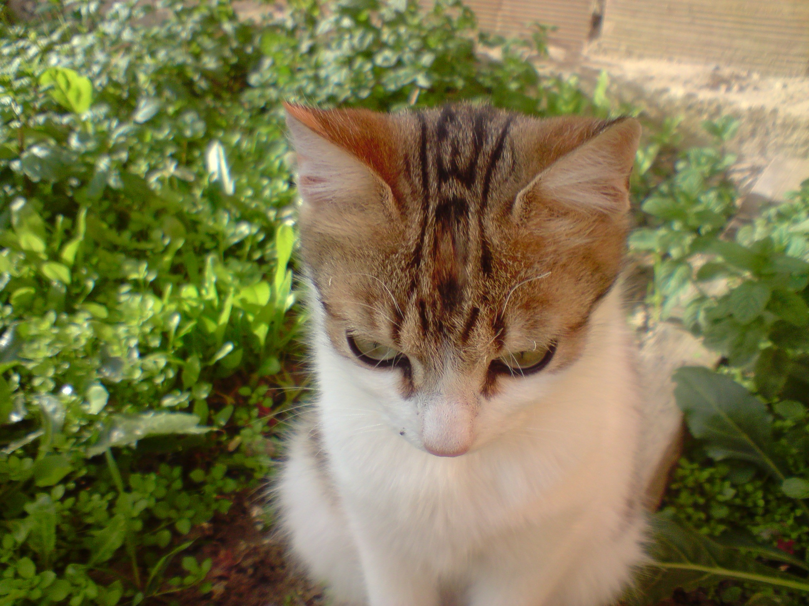 Cats HD Wallpaper