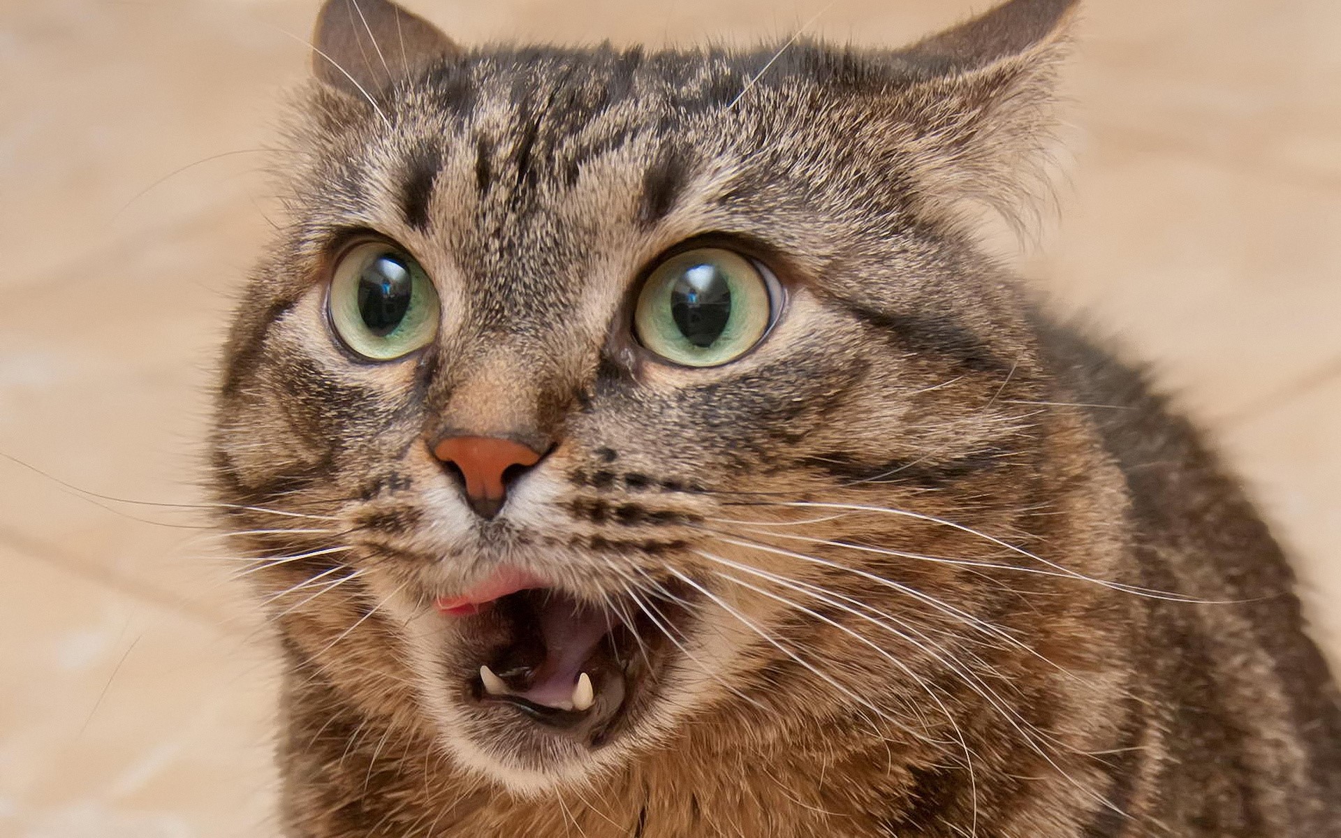 Close-up of a tabby cat with mouth open HD Wallpaper