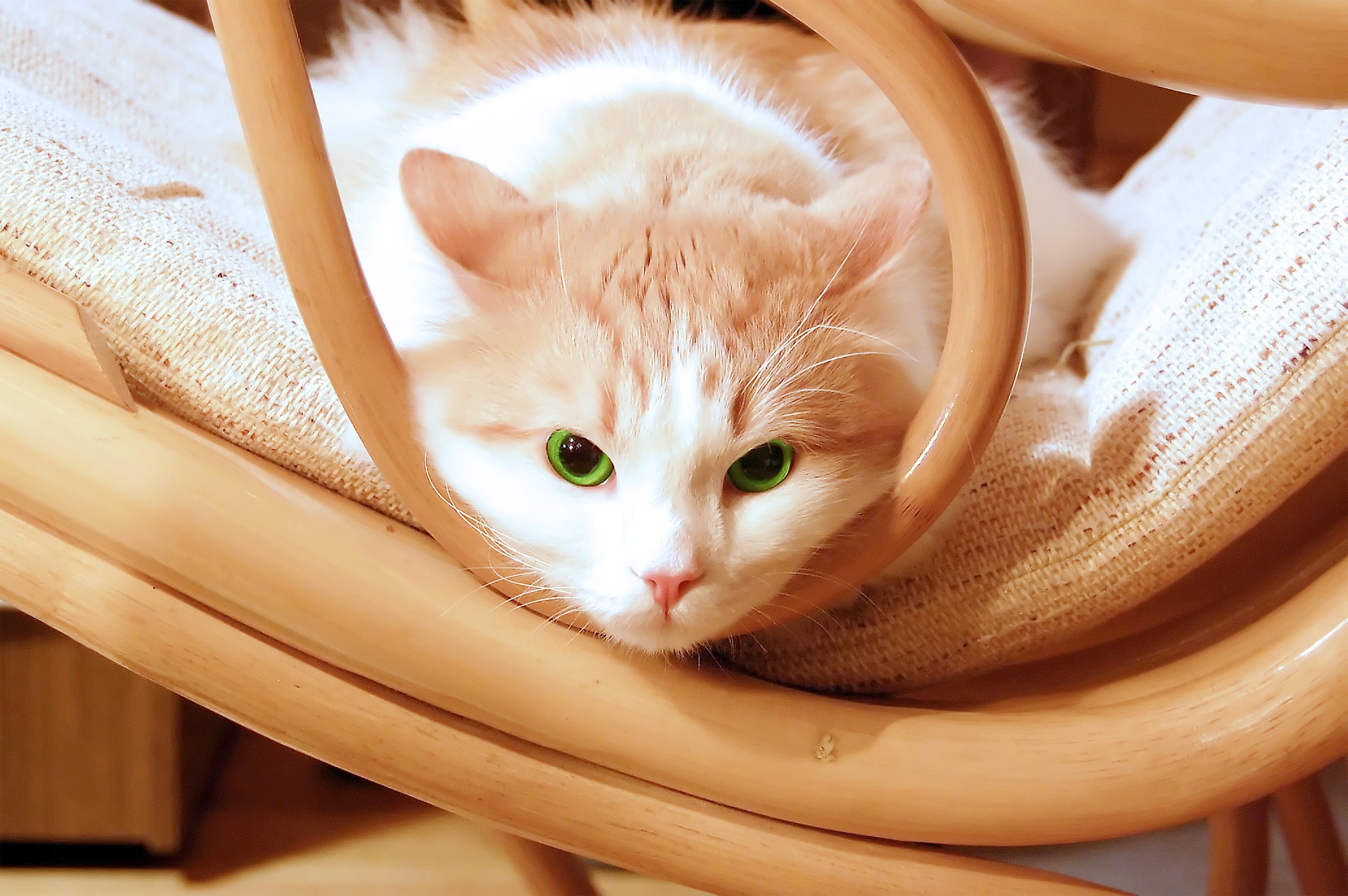 Orange and white cat with green eyes on a chair HD Wallpaper