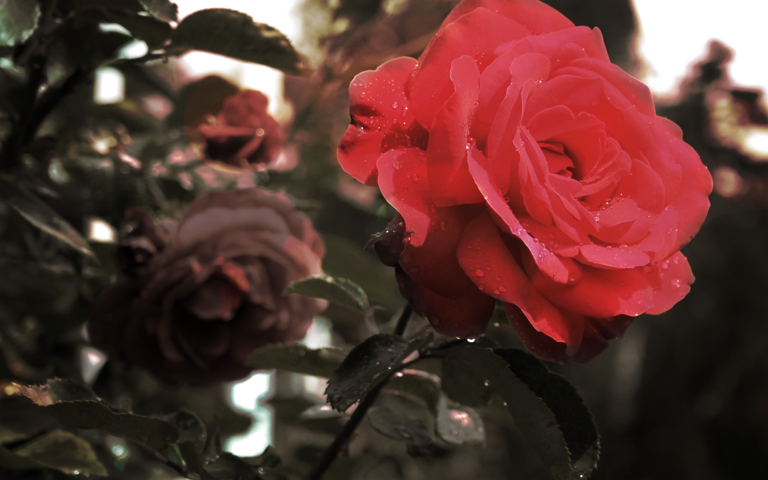 Red rose with water droplets HD Wallpaper