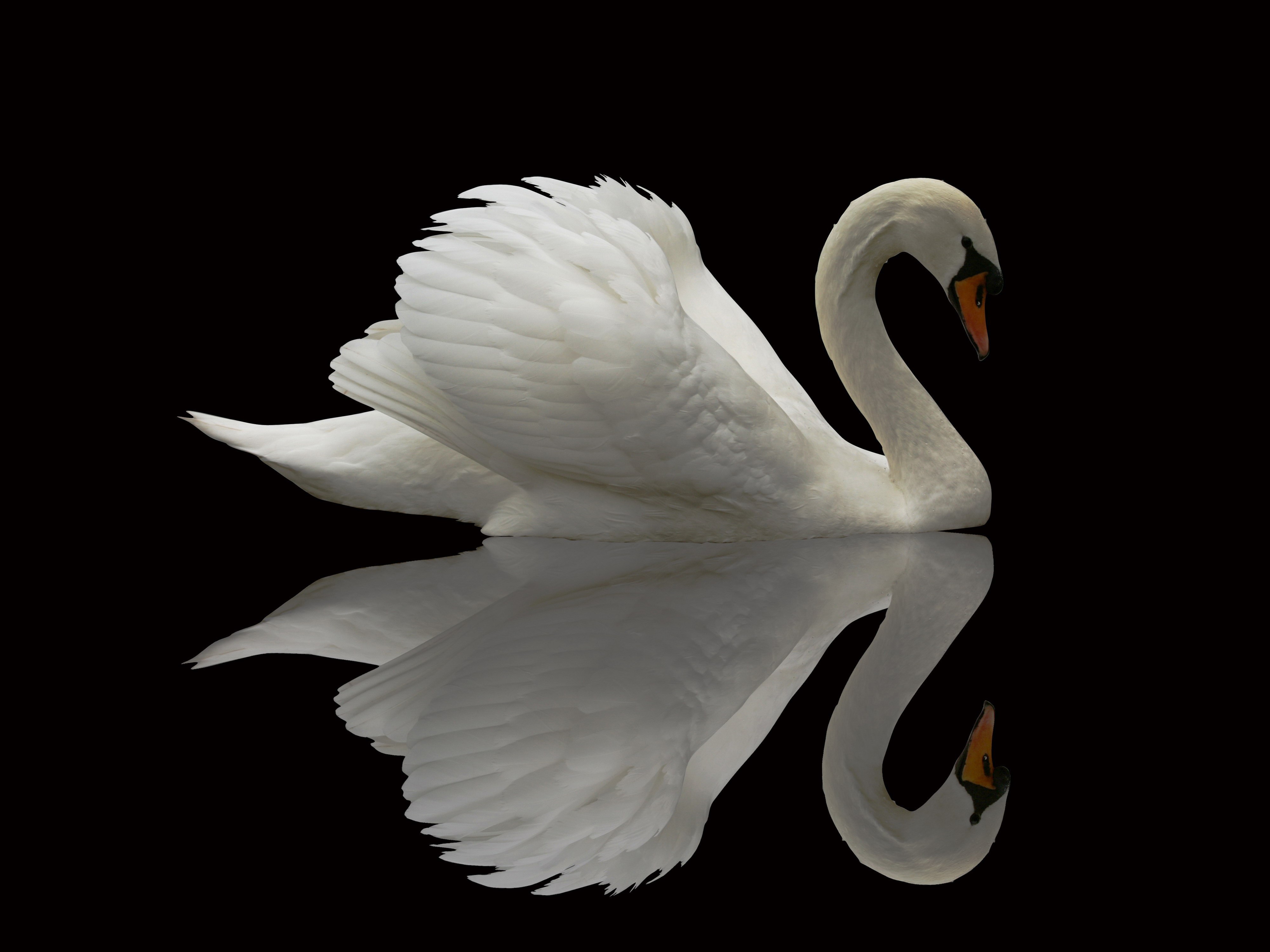 4K White Swan Reflection HD Wallpaper