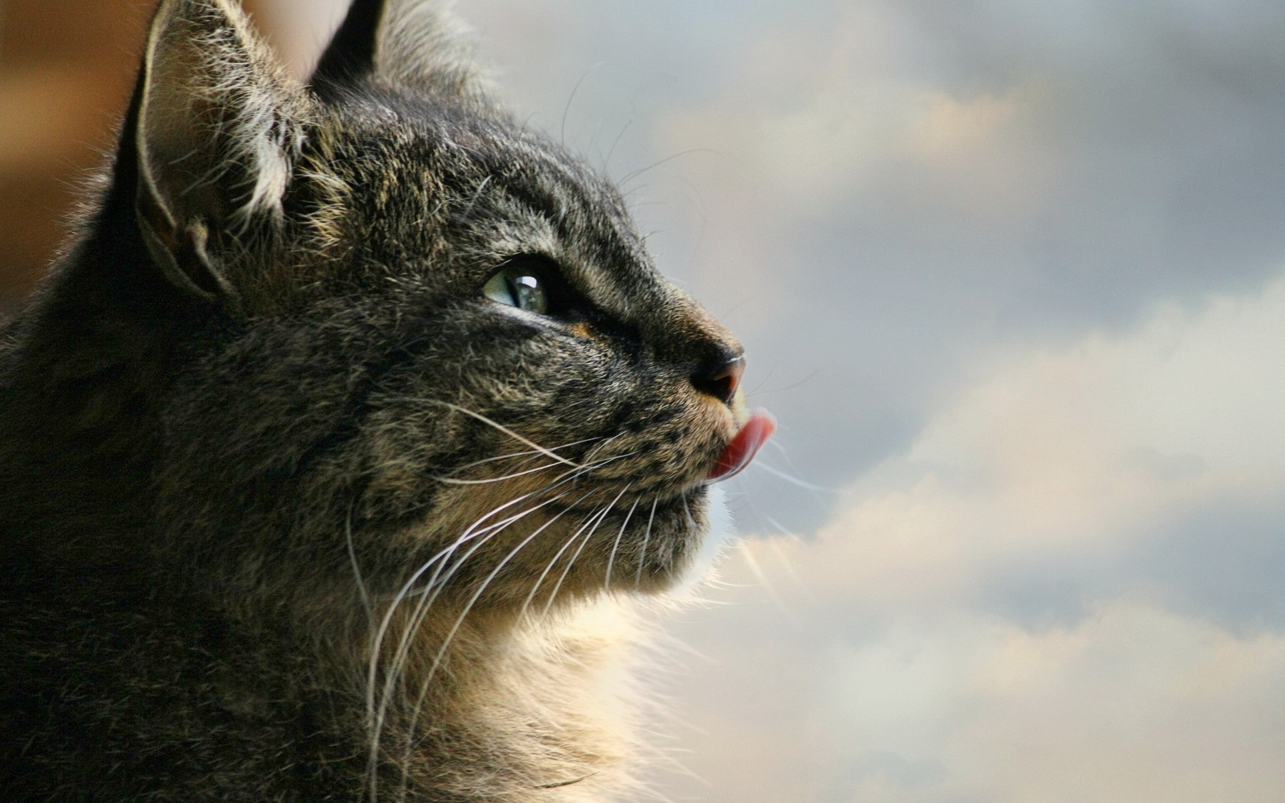 Close-up of a tabby cat licking its nose HD Wallpaper