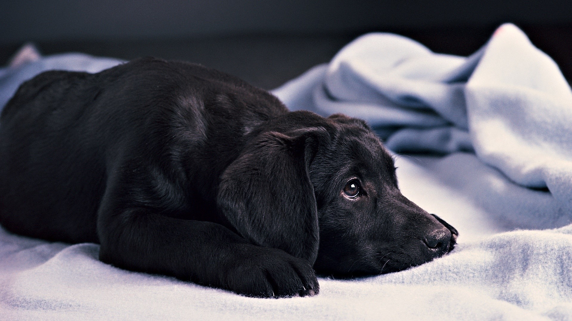 Black Labrador puppy lying on a blanket HD Wallpaper