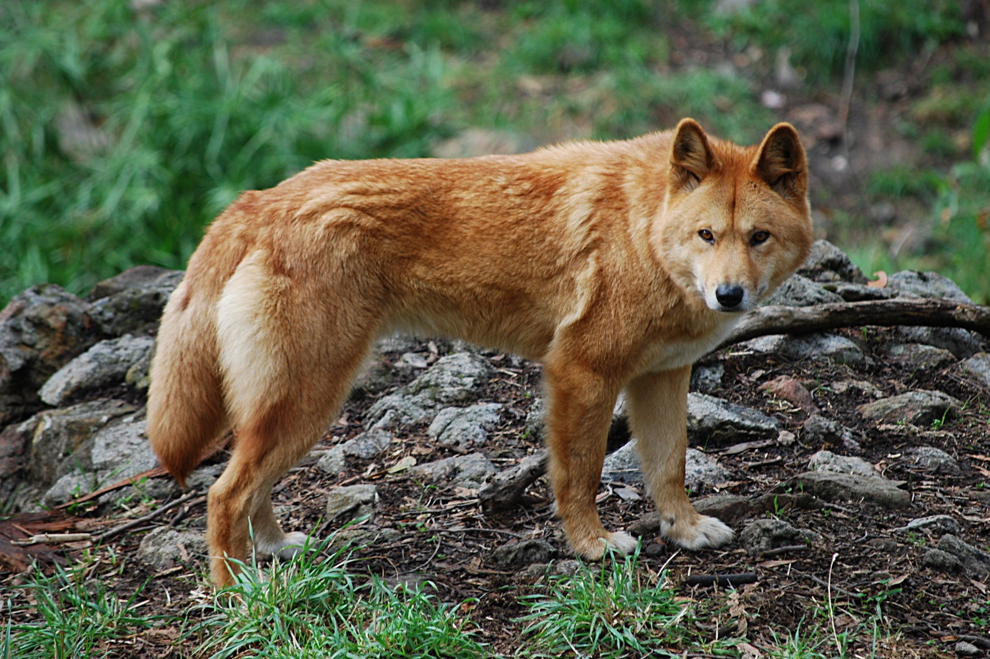 A dingo stands on rocky ground with grass HD Wallpaper
