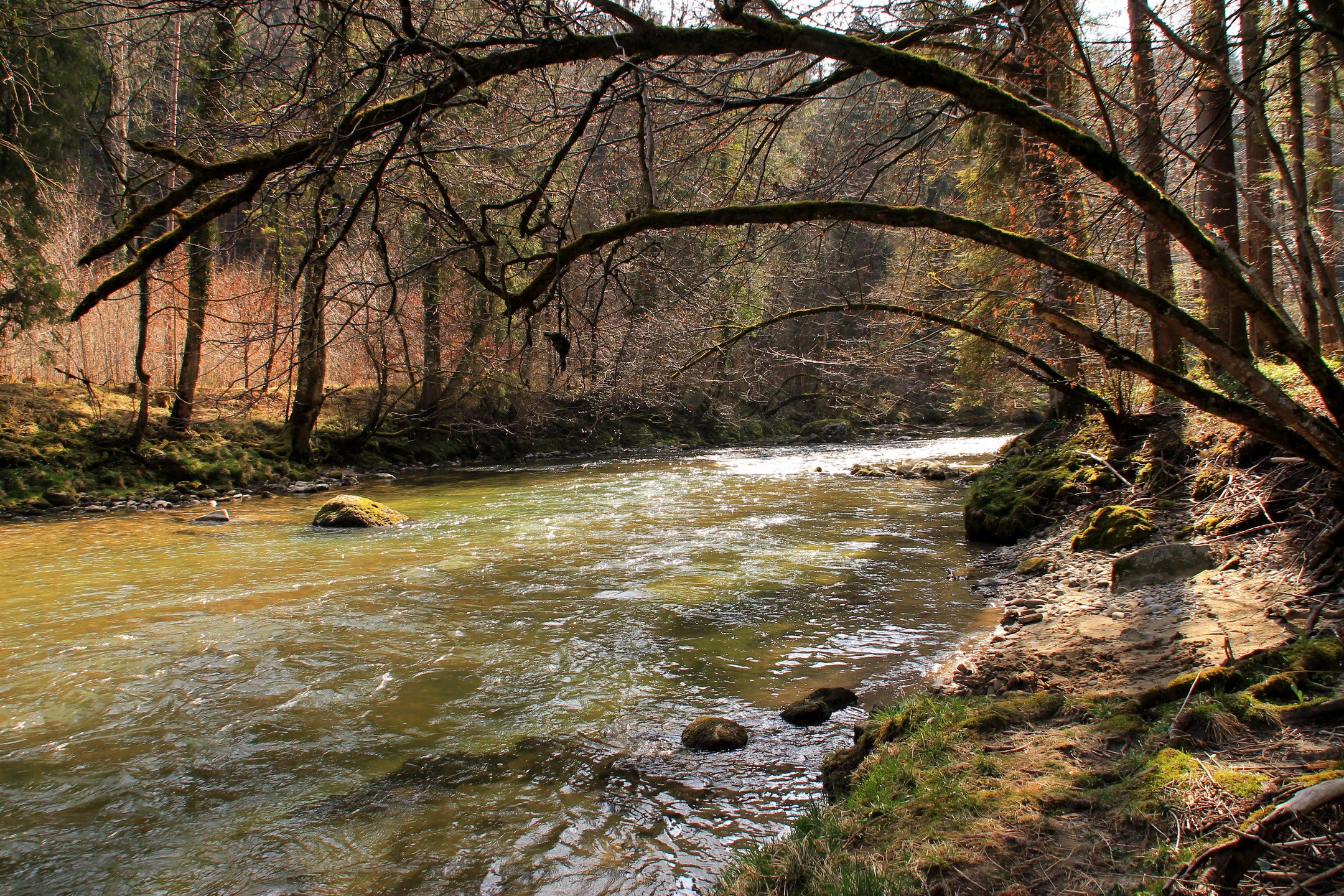 River flowing through a forest with bare trees HD Wallpaper