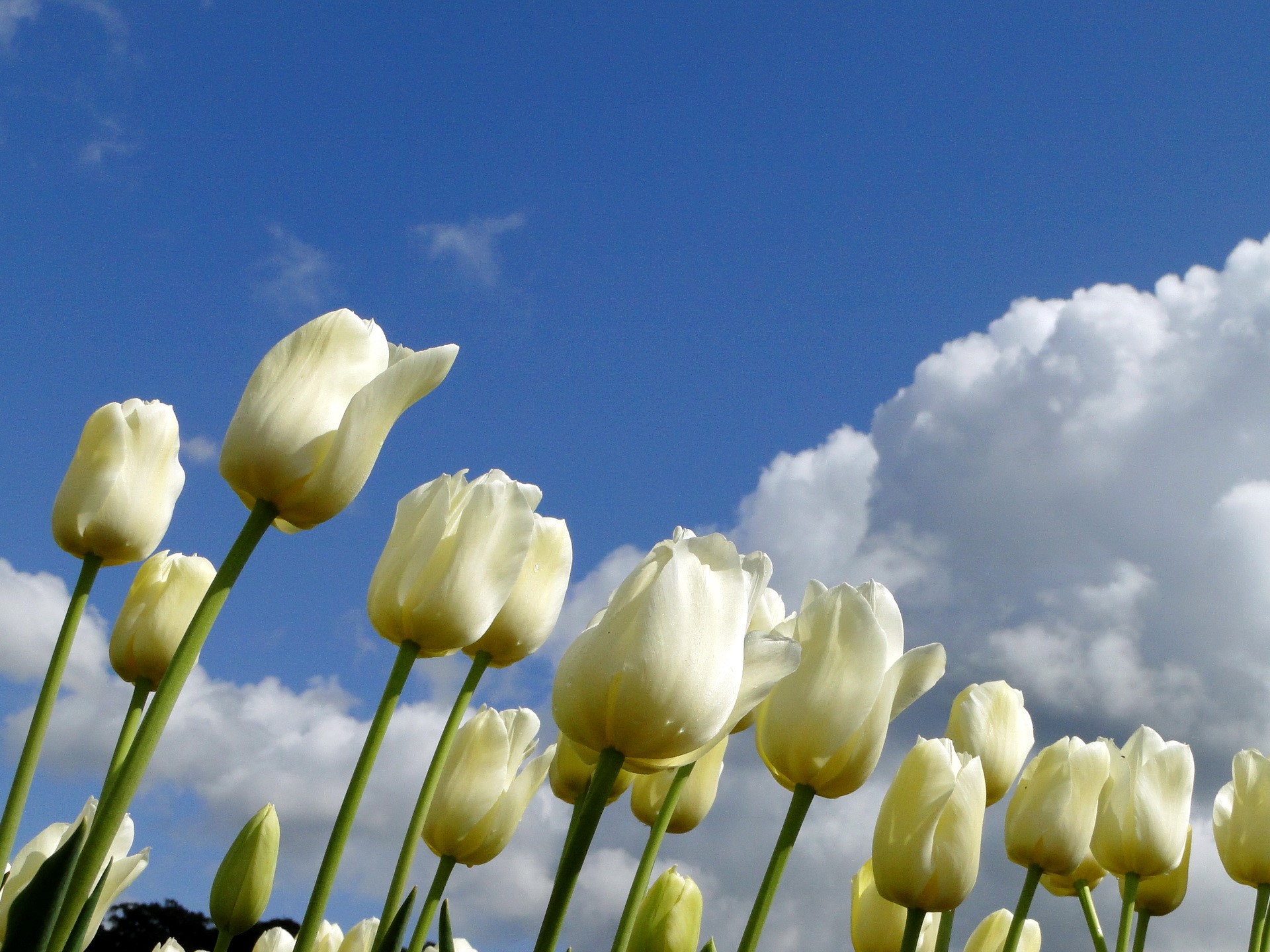White tulips against a blue sky with clouds HD Wallpaper