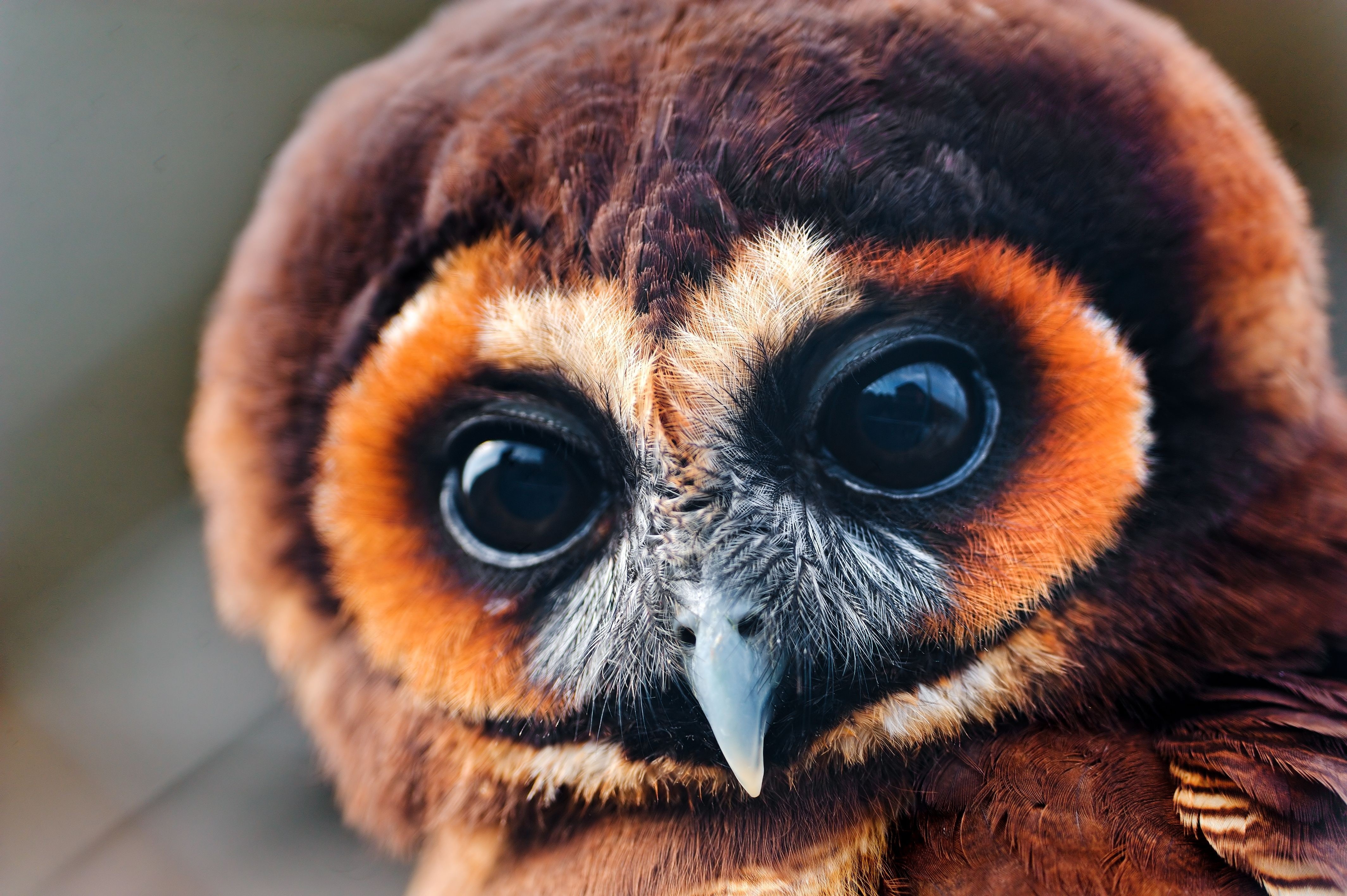 Close-up of a brown owl with large eyes HD Wallpaper
