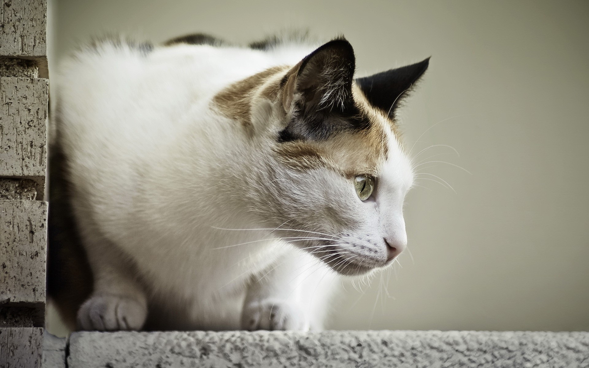 Calico cat peeking from behind a brick wall HD Wallpaper