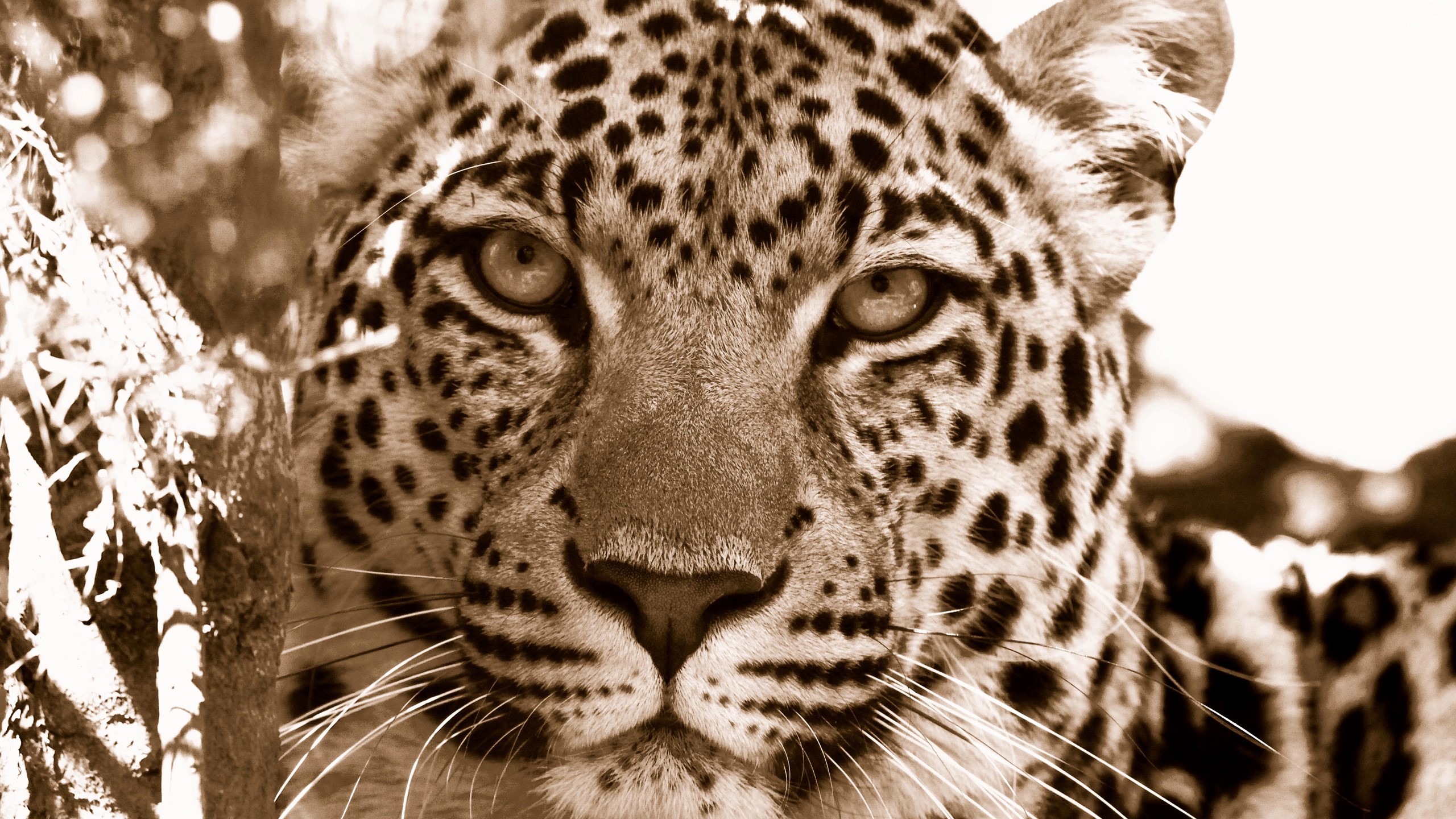 Close-up of a leopard's face HD Wallpaper