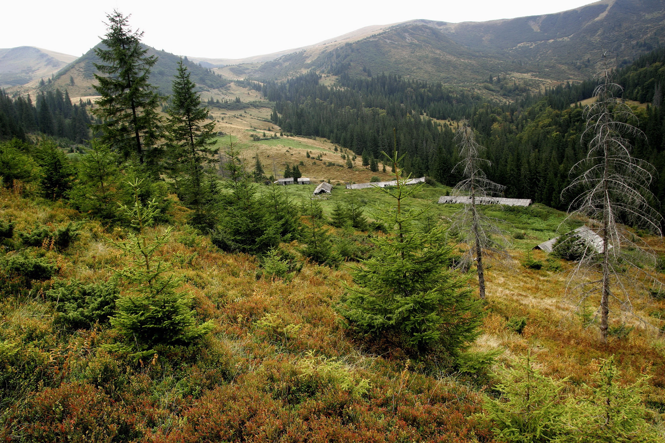 Mountain valley with scattered wooden structures and evergreen trees HD Wallpaper