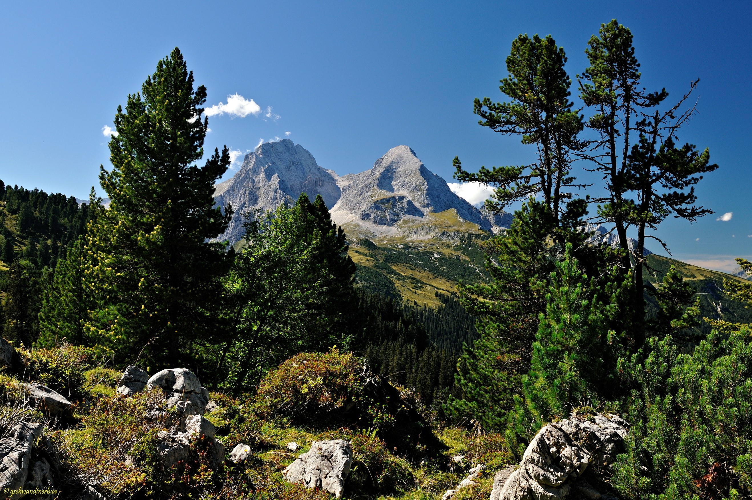 Mountains and pine trees under a blue sky HD Wallpaper