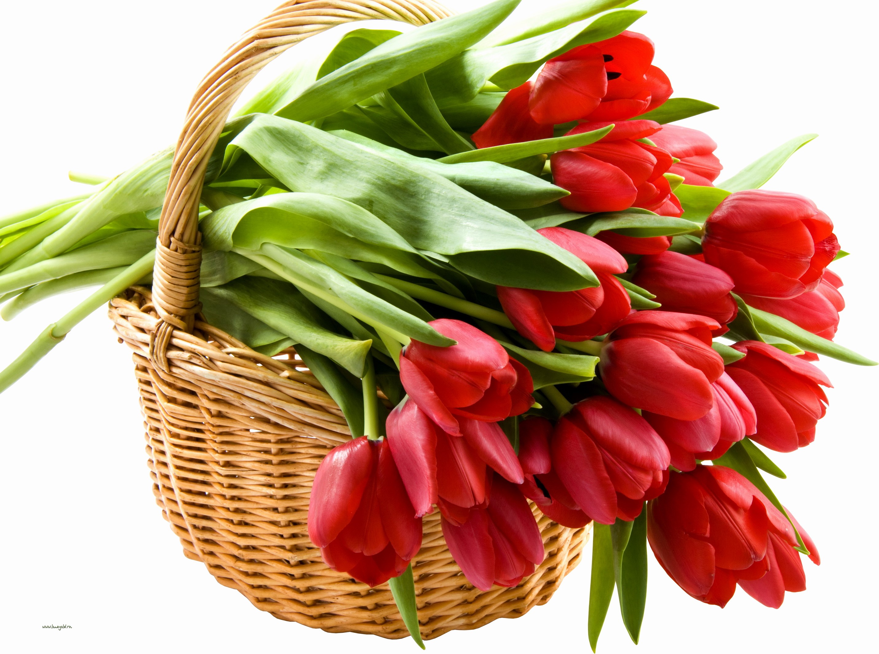 Basket of Red Tulips HD Wallpaper