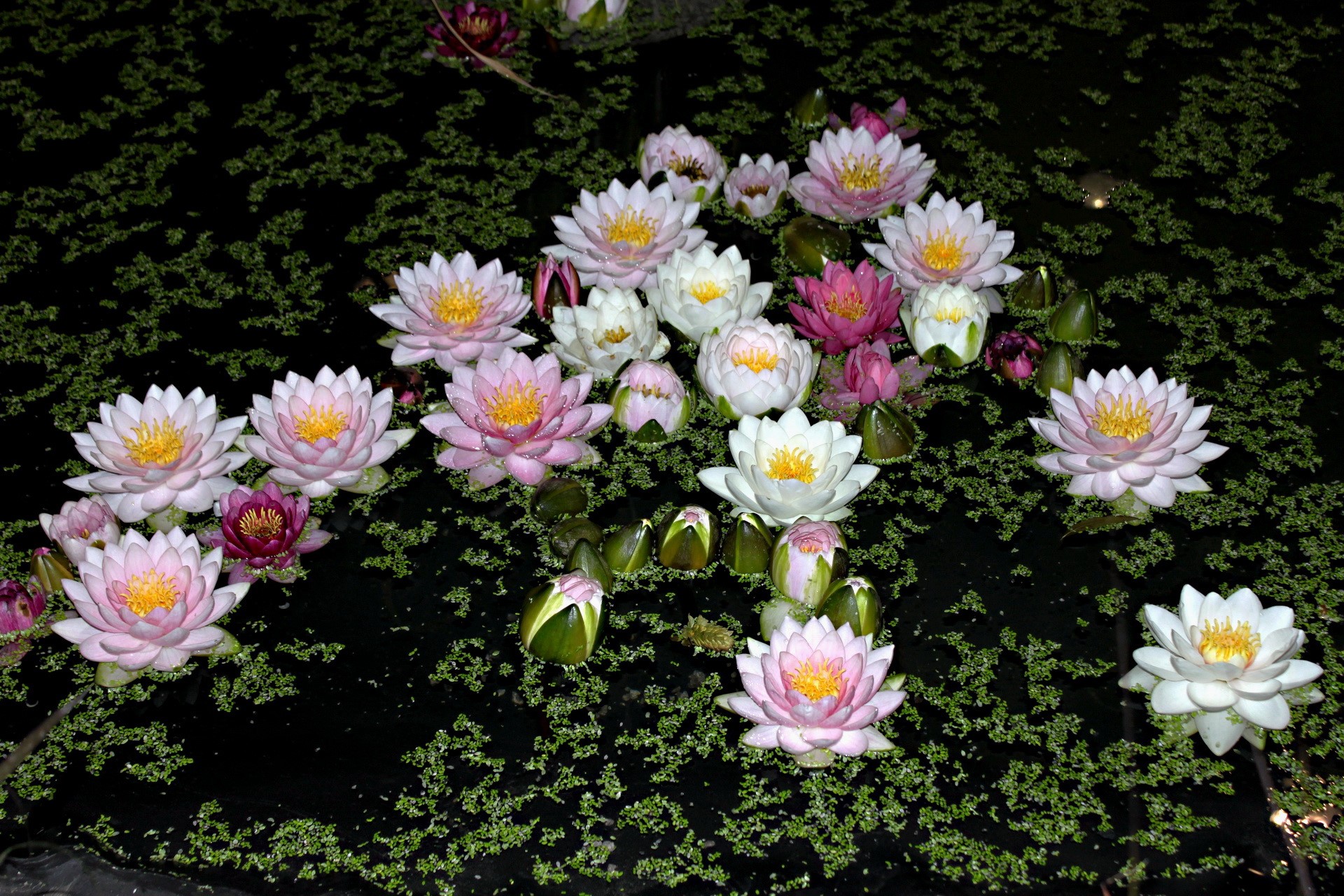 Water lilies floating on a pond covered in duckweed HD Wallpaper