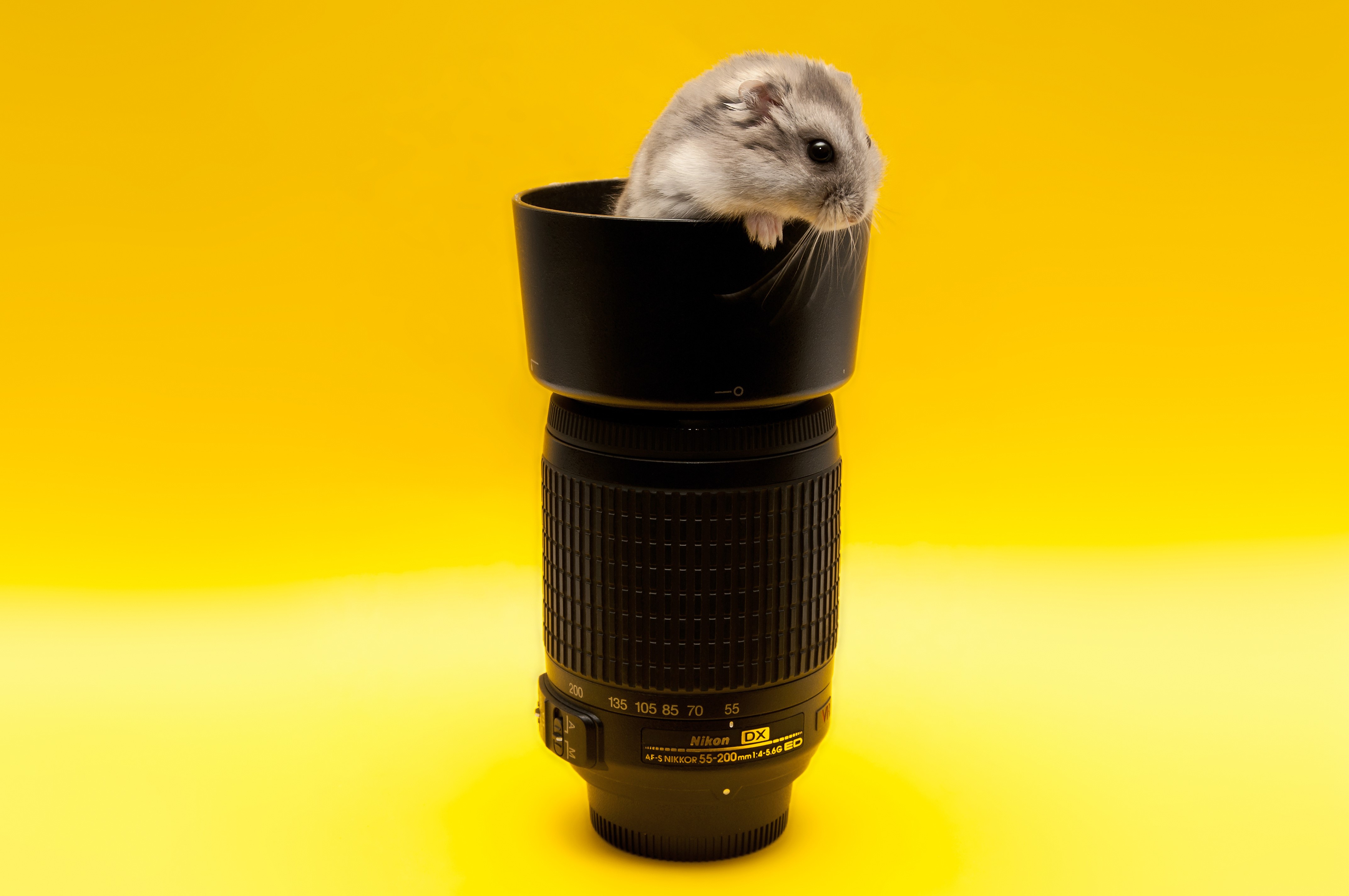 Hamster on a Nikon lens HD Wallpaper