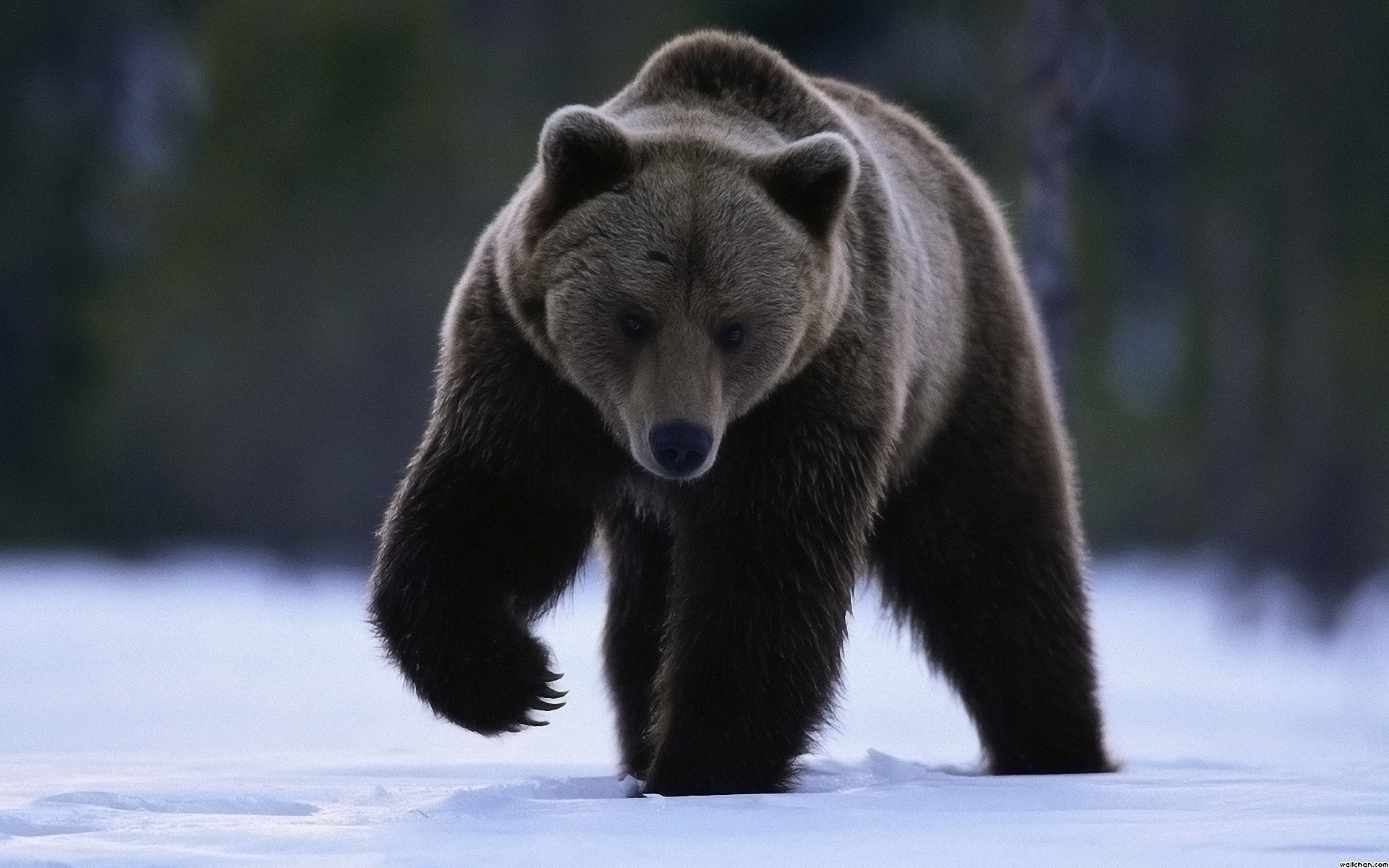 Brown bear walking on snow HD Wallpaper