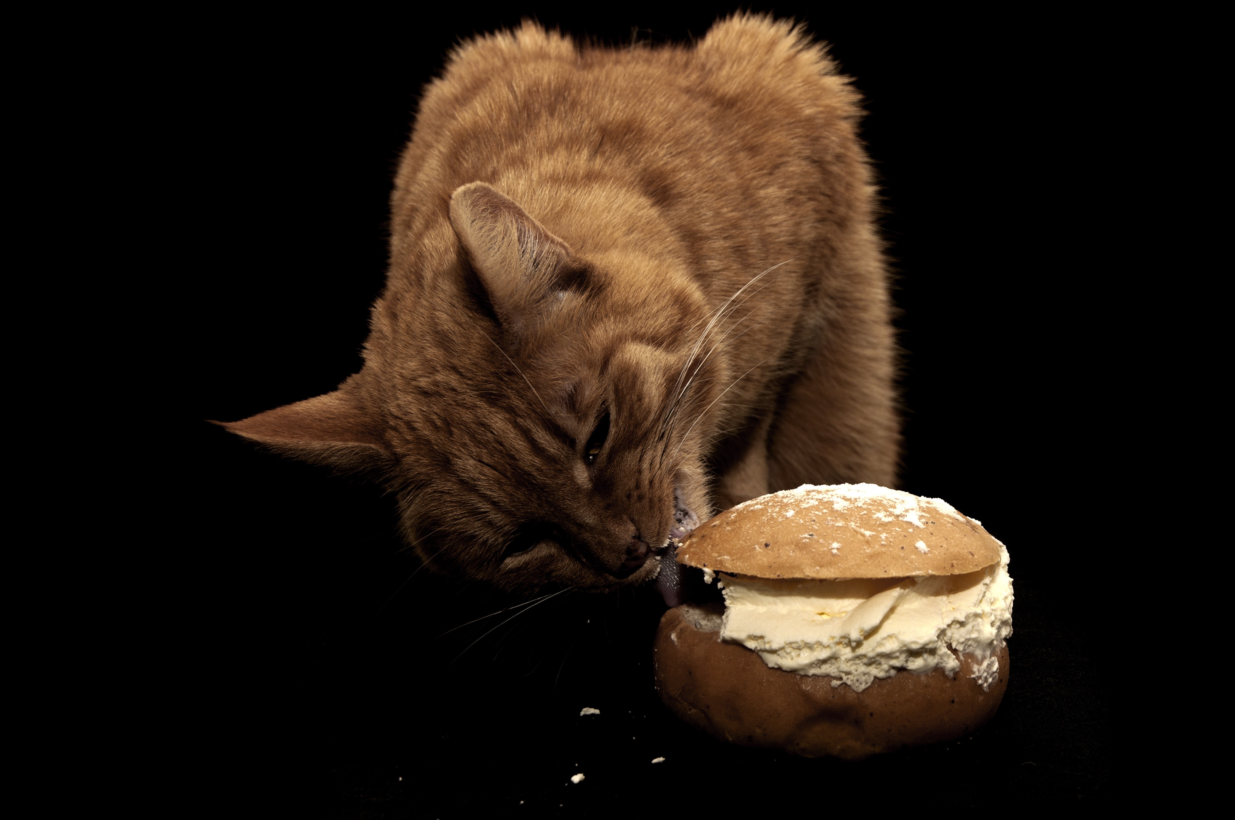 Ginger cat eating a cream bun HD Wallpaper