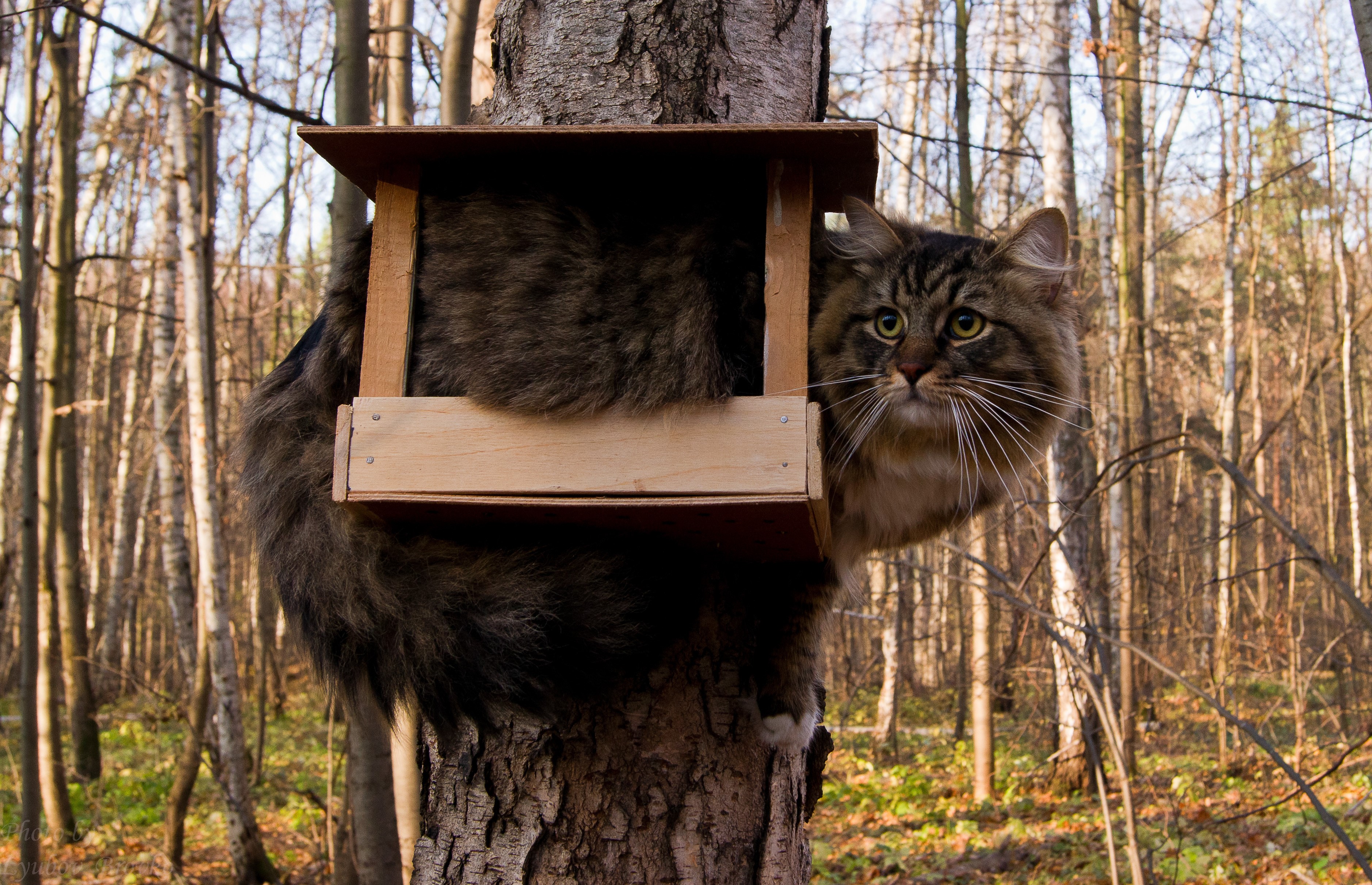 Fluffy cat stuck in a birdhouse on a tree HD Wallpaper