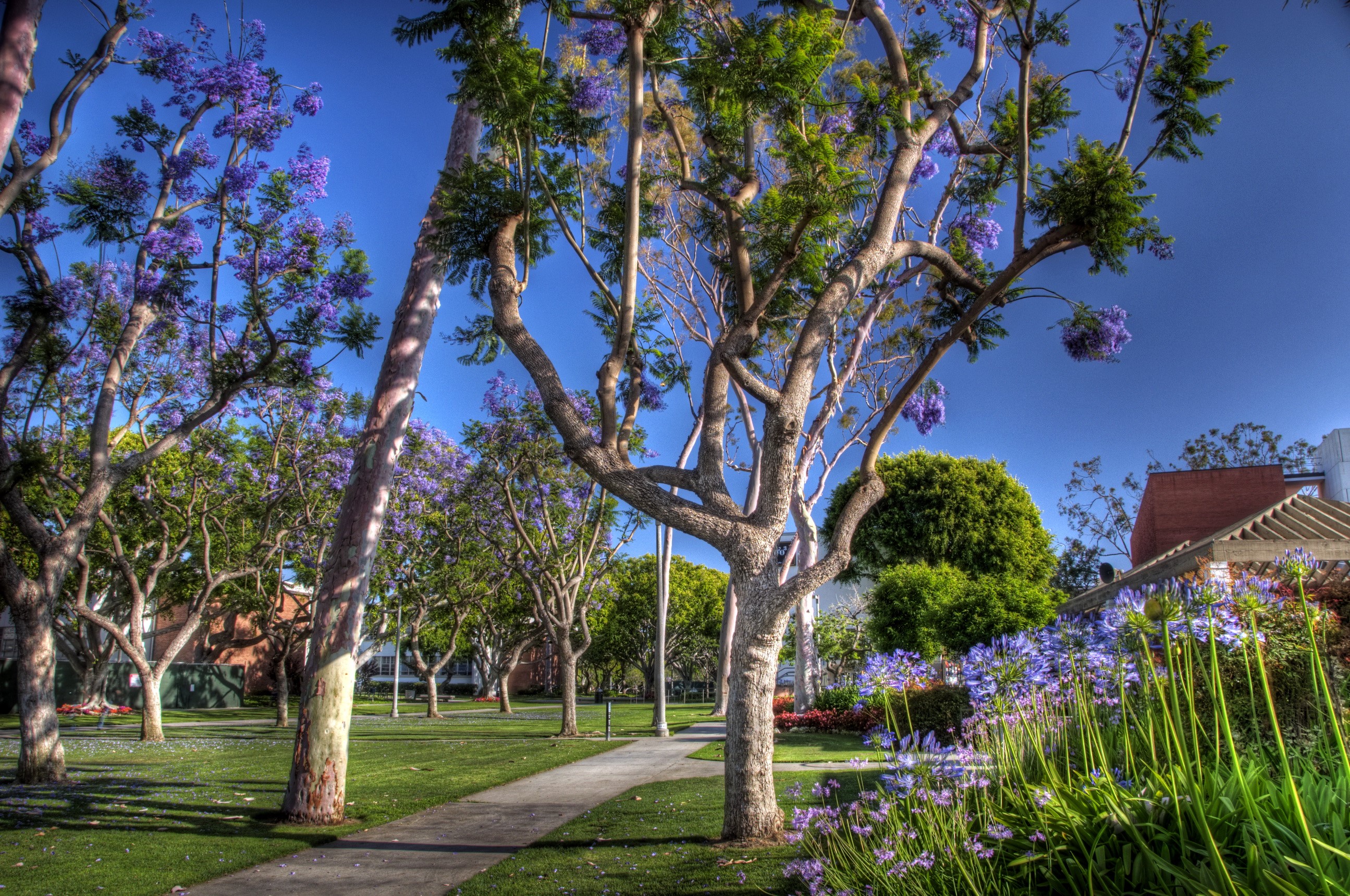 Jacaranda trees and flowers in a park HD Wallpaper