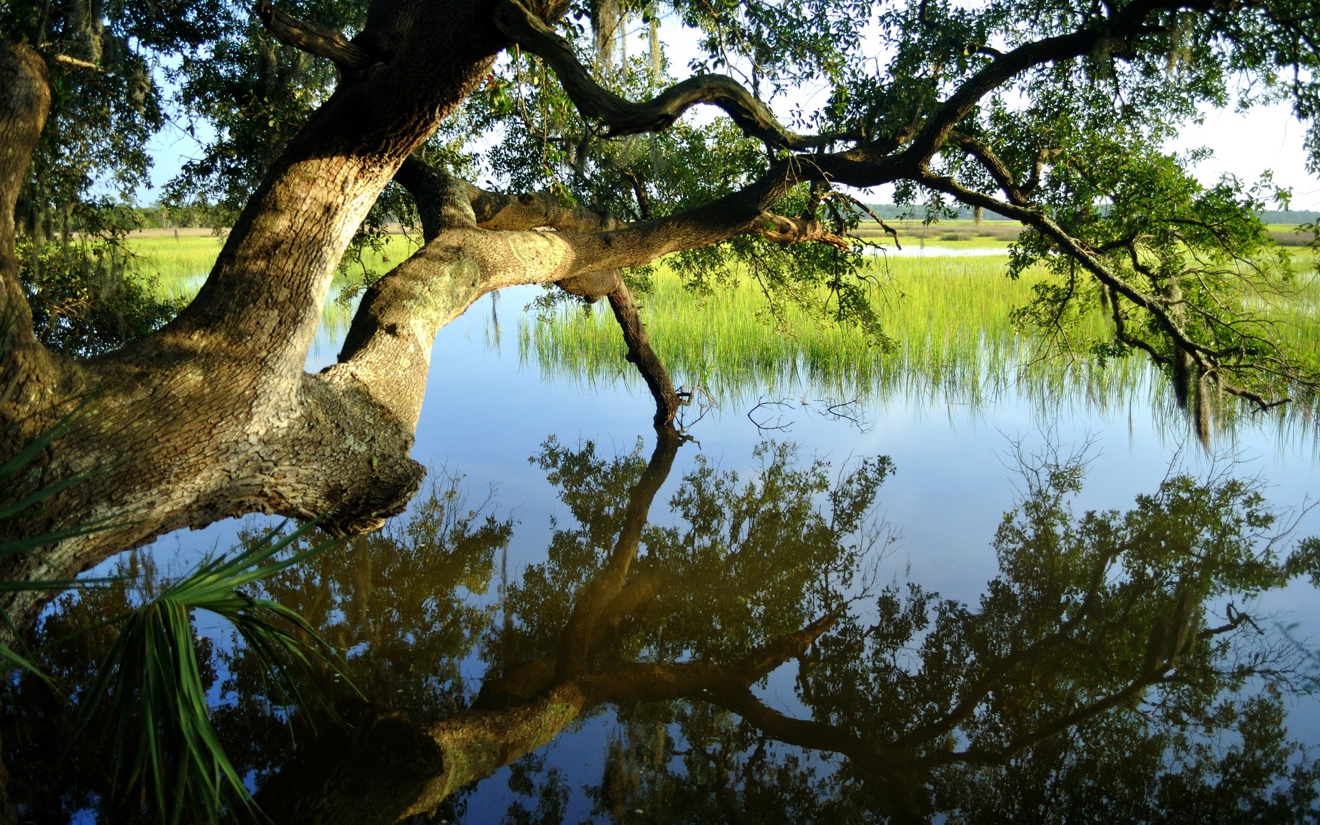 Tree branches over a calm river with marsh grass HD Wallpaper