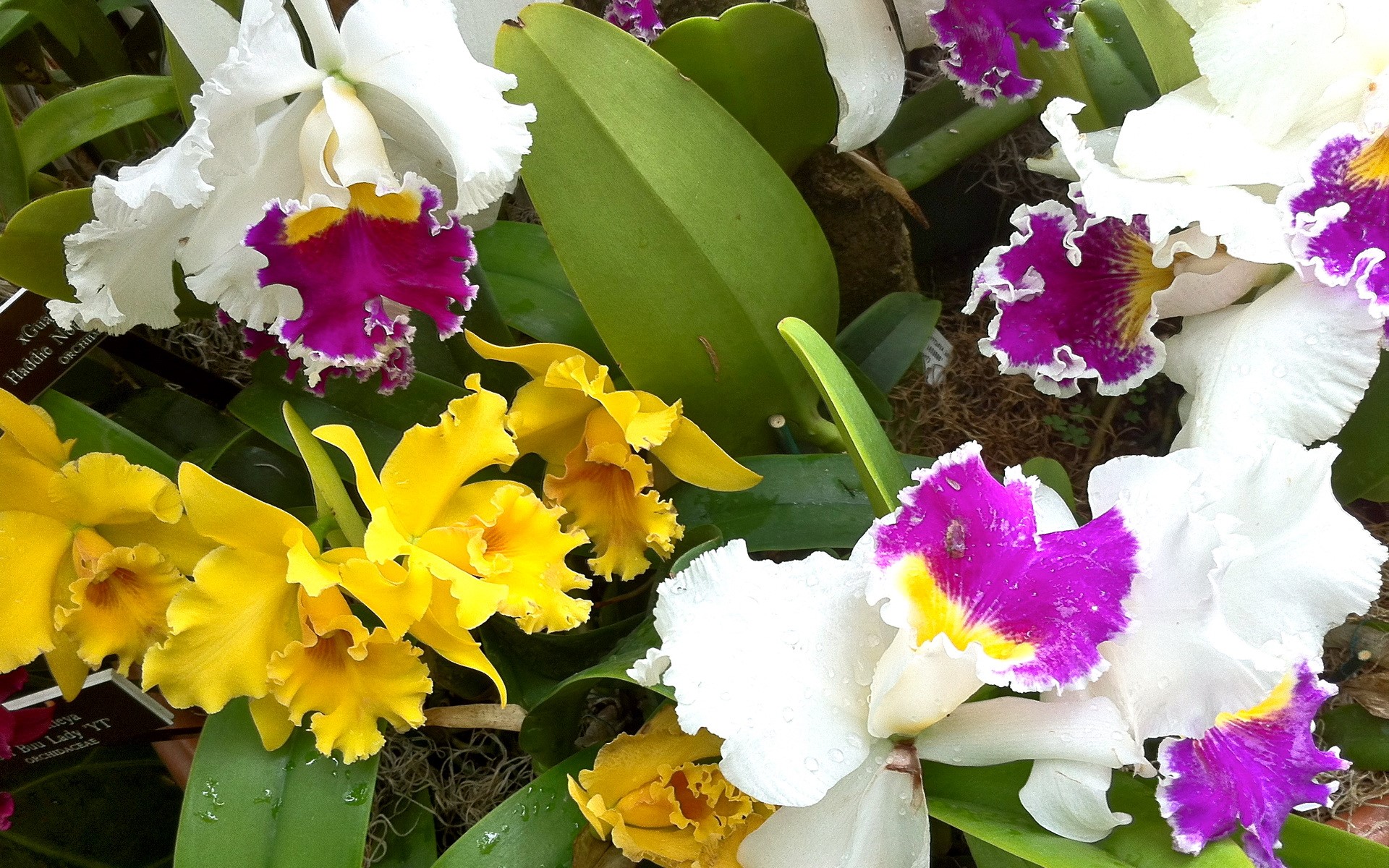 White and yellow orchids with purple centers HD Wallpaper