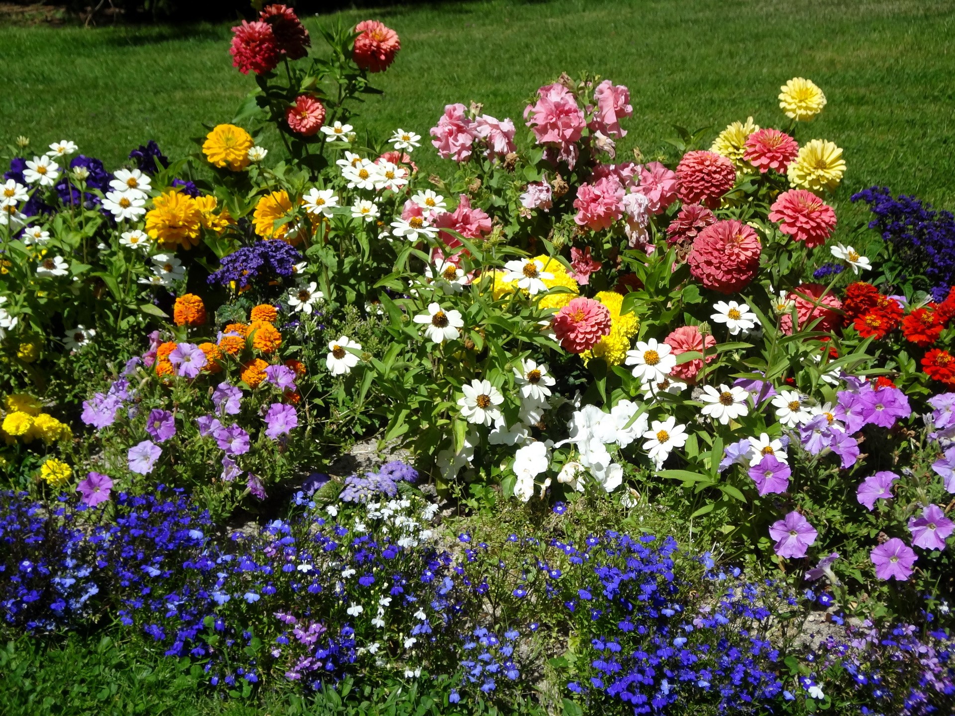 A colorful flower bed with a variety of blooming flowers. HD Wallpaper