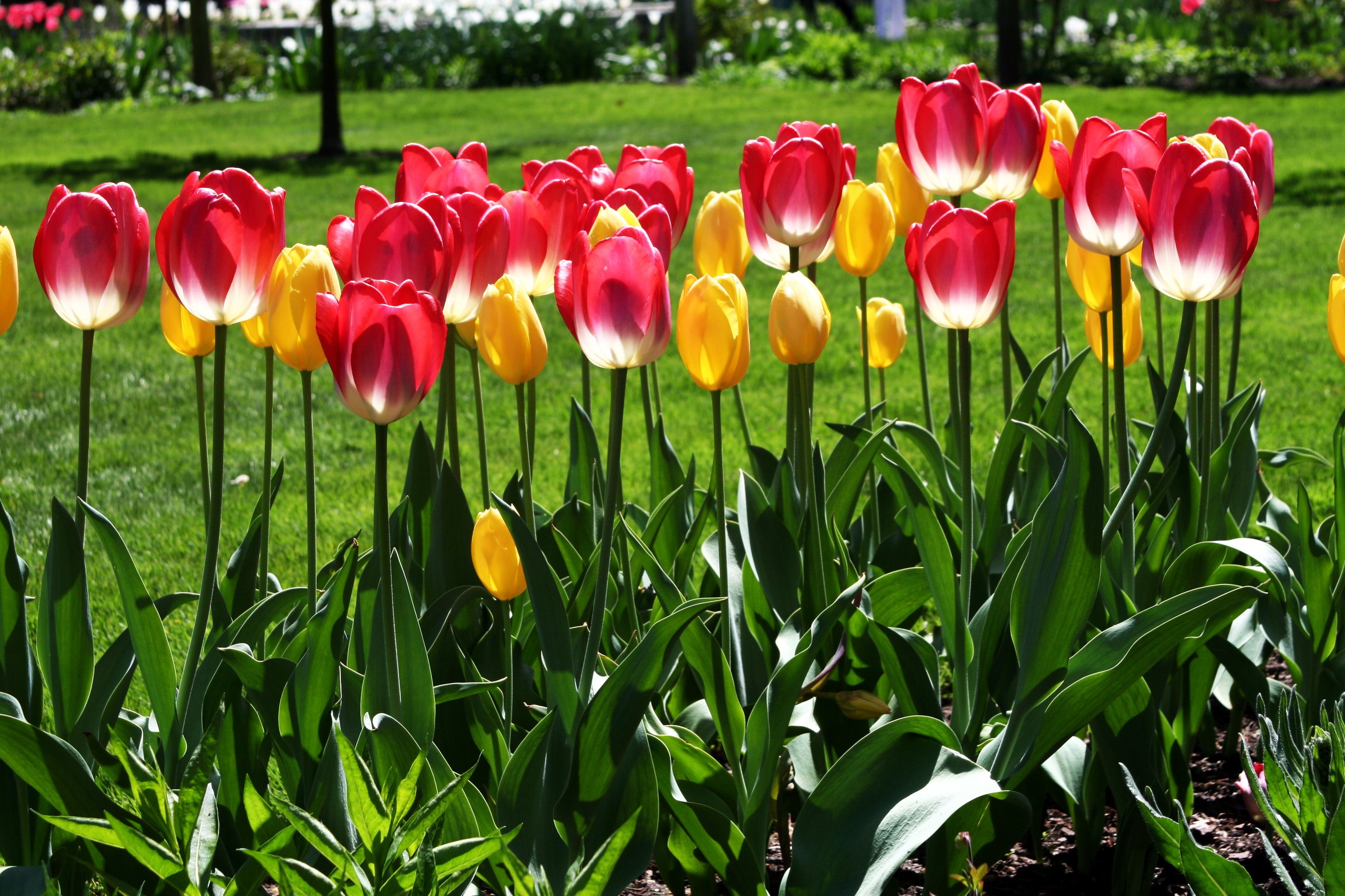 Red and yellow tulips in a garden HD Wallpaper