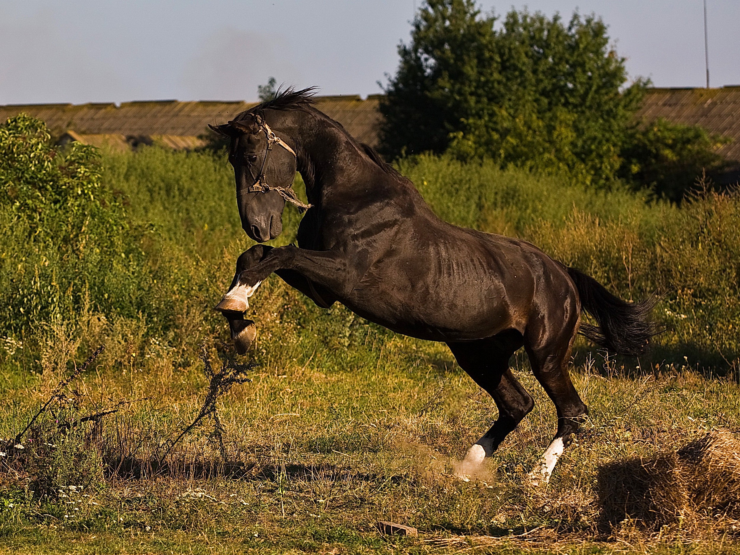 A black horse rears up in a field HD Wallpaper