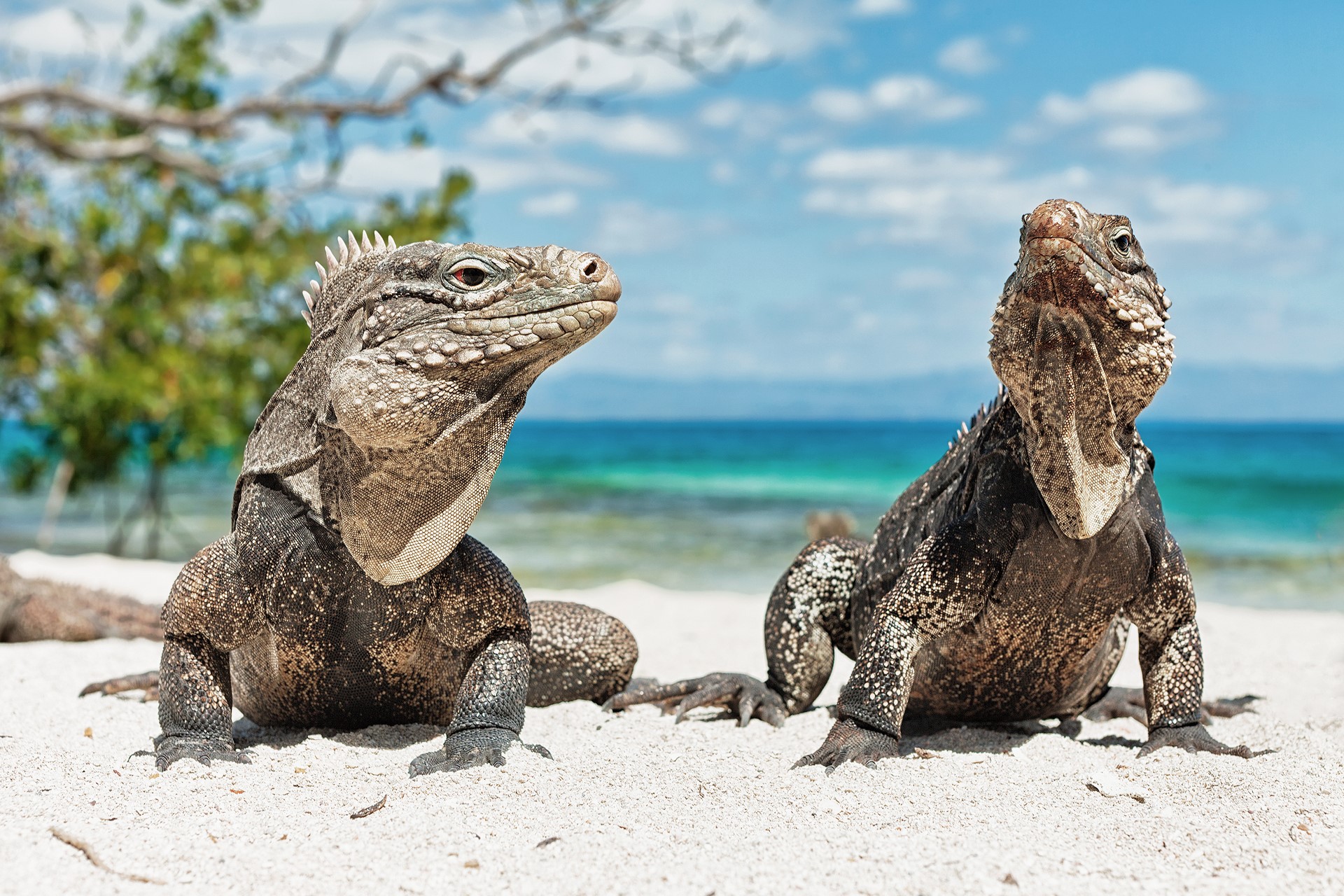 Two iguanas on a sandy beach with the ocean in the background HD Wallpaper