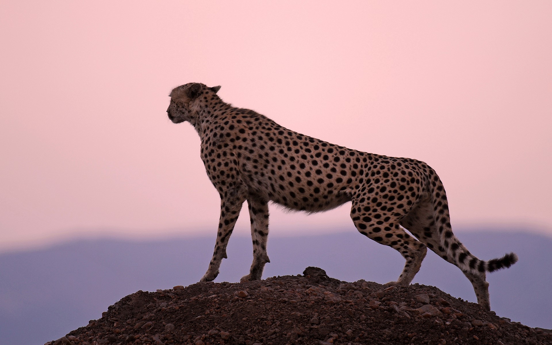 Cheetah standing on a rocky outcrop at sunset HD Wallpaper