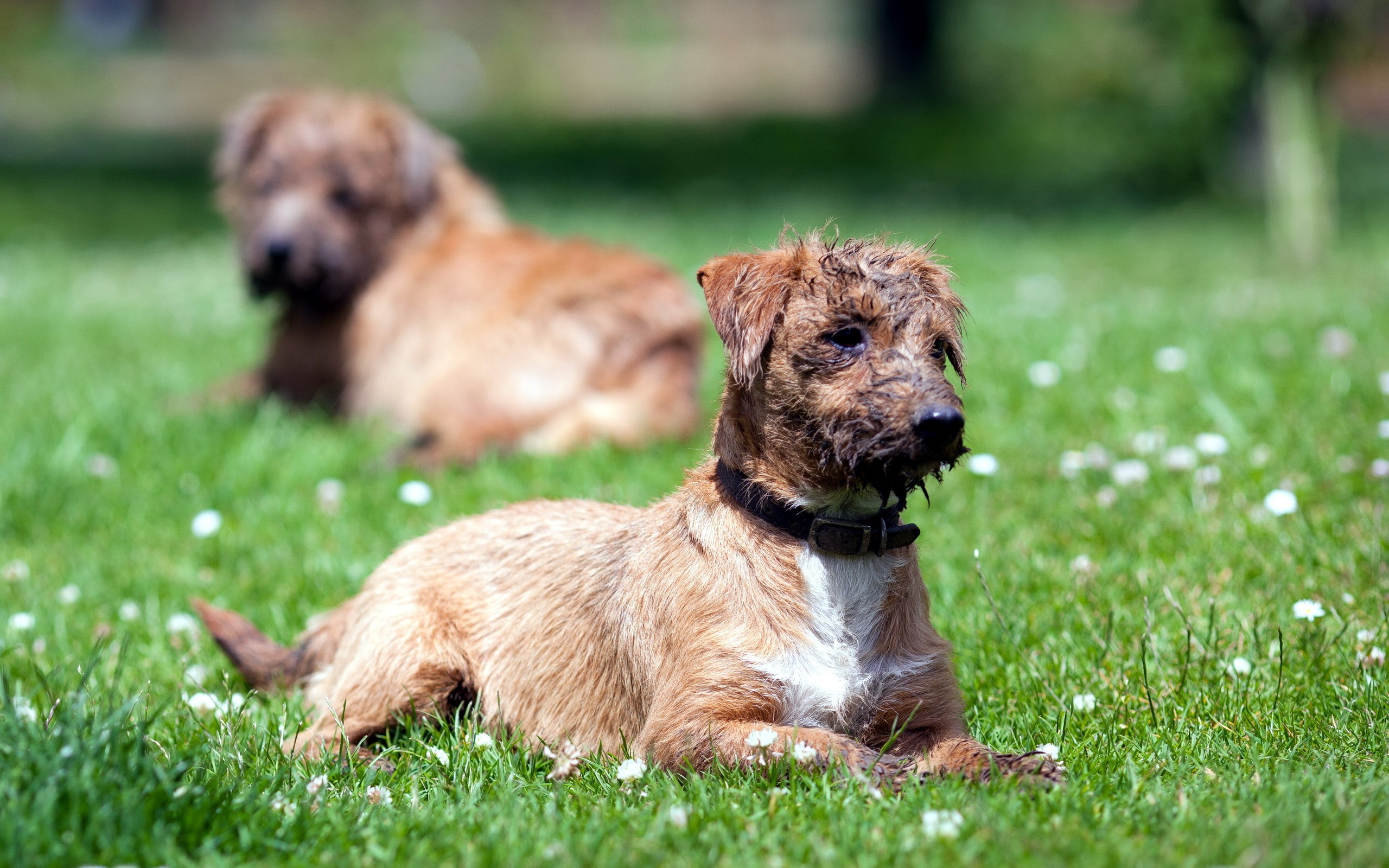Two Irish Terriers lying on grass HD Wallpaper