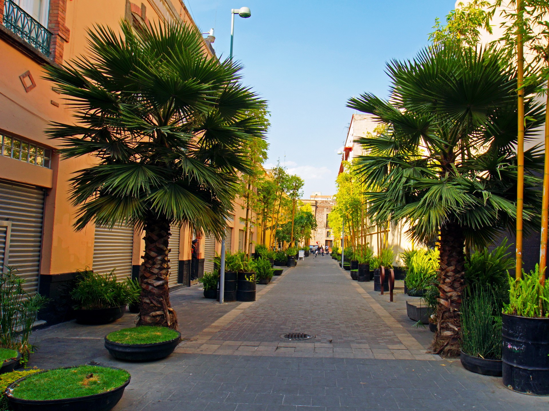 Street with palm trees and buildings in Mexico HD Wallpaper
