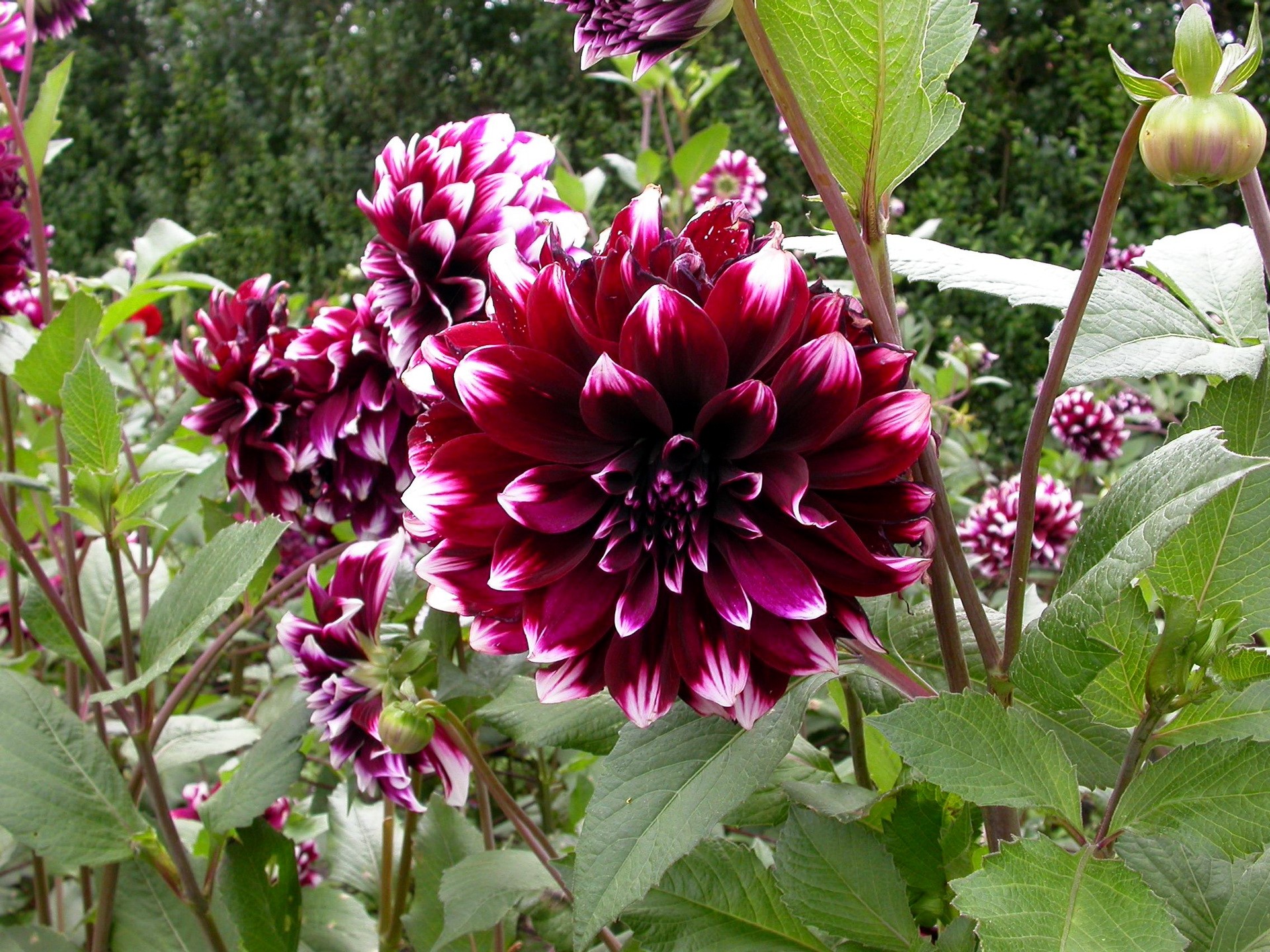 Dark Red and White Dahlias in Bloom HD Wallpaper