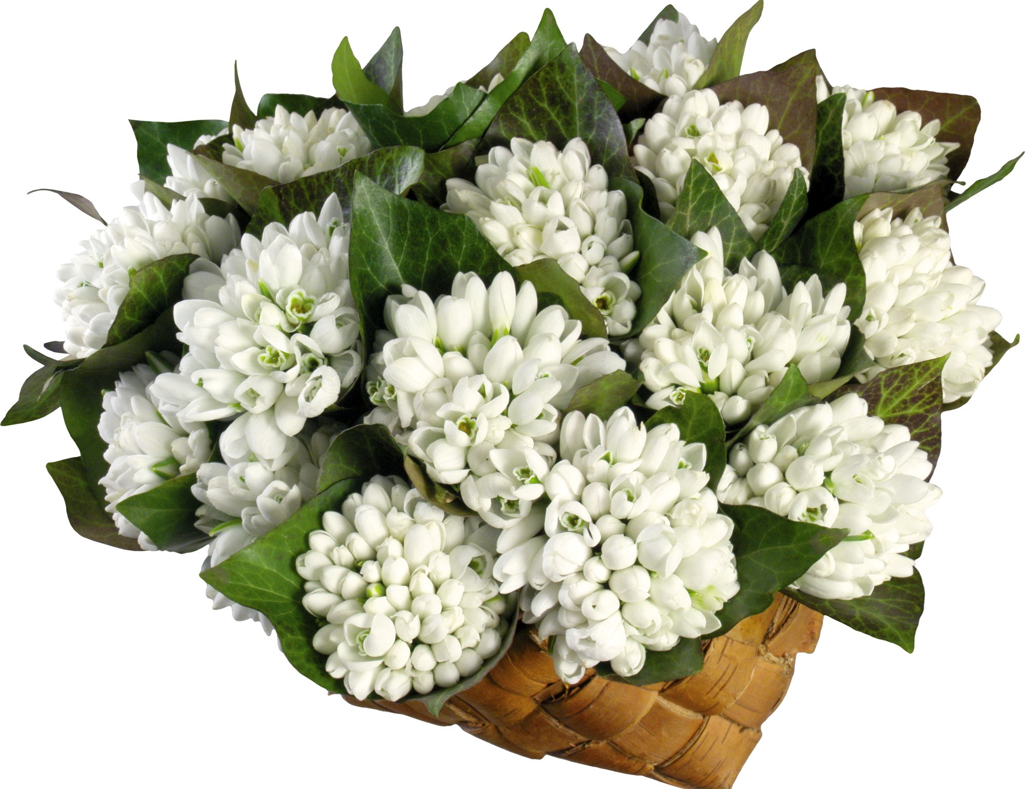 Bouquet of white snowdrops in a basket HD Wallpaper