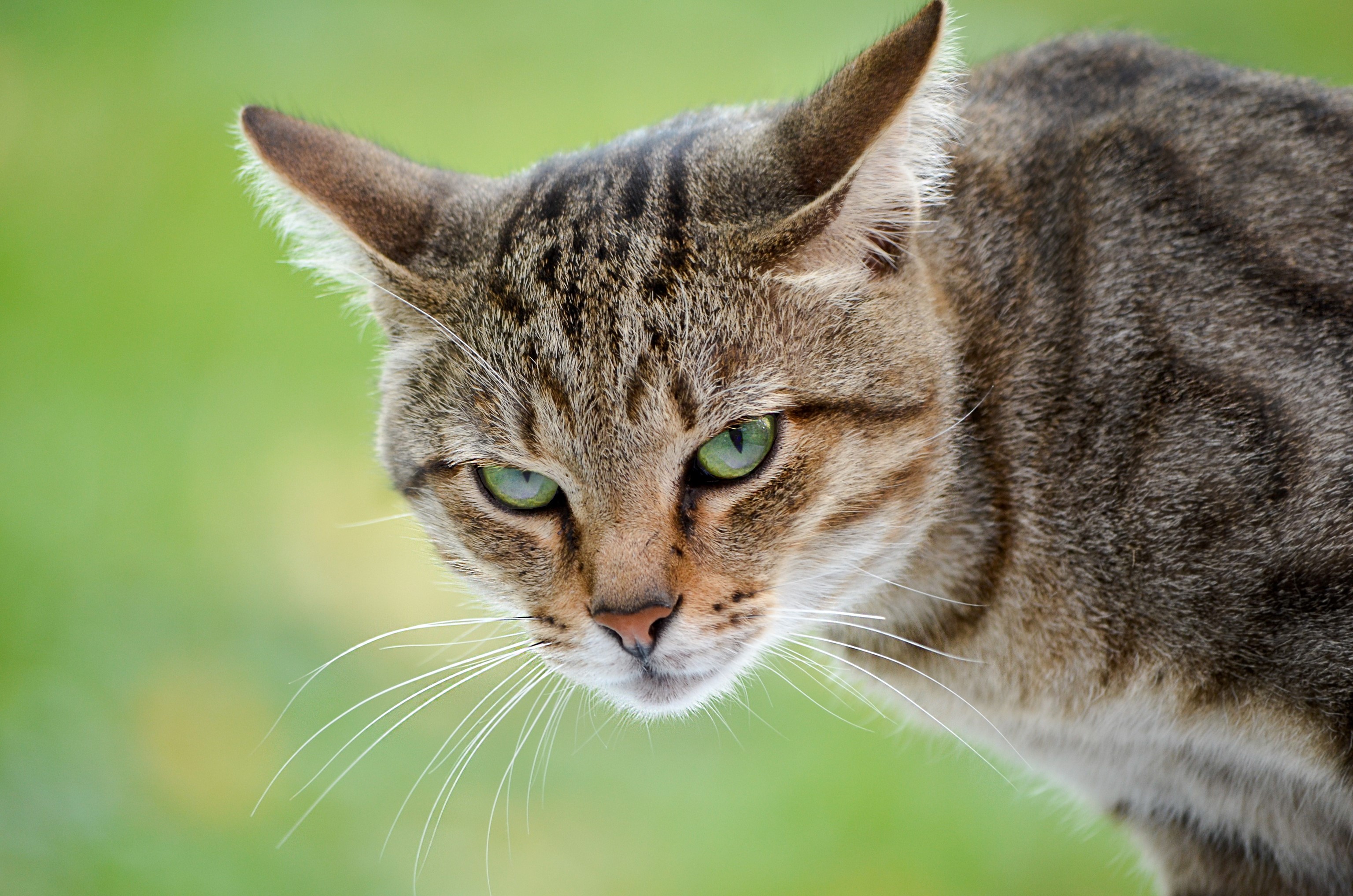 Close-up of a tabby cat with green eyes HD Wallpaper
